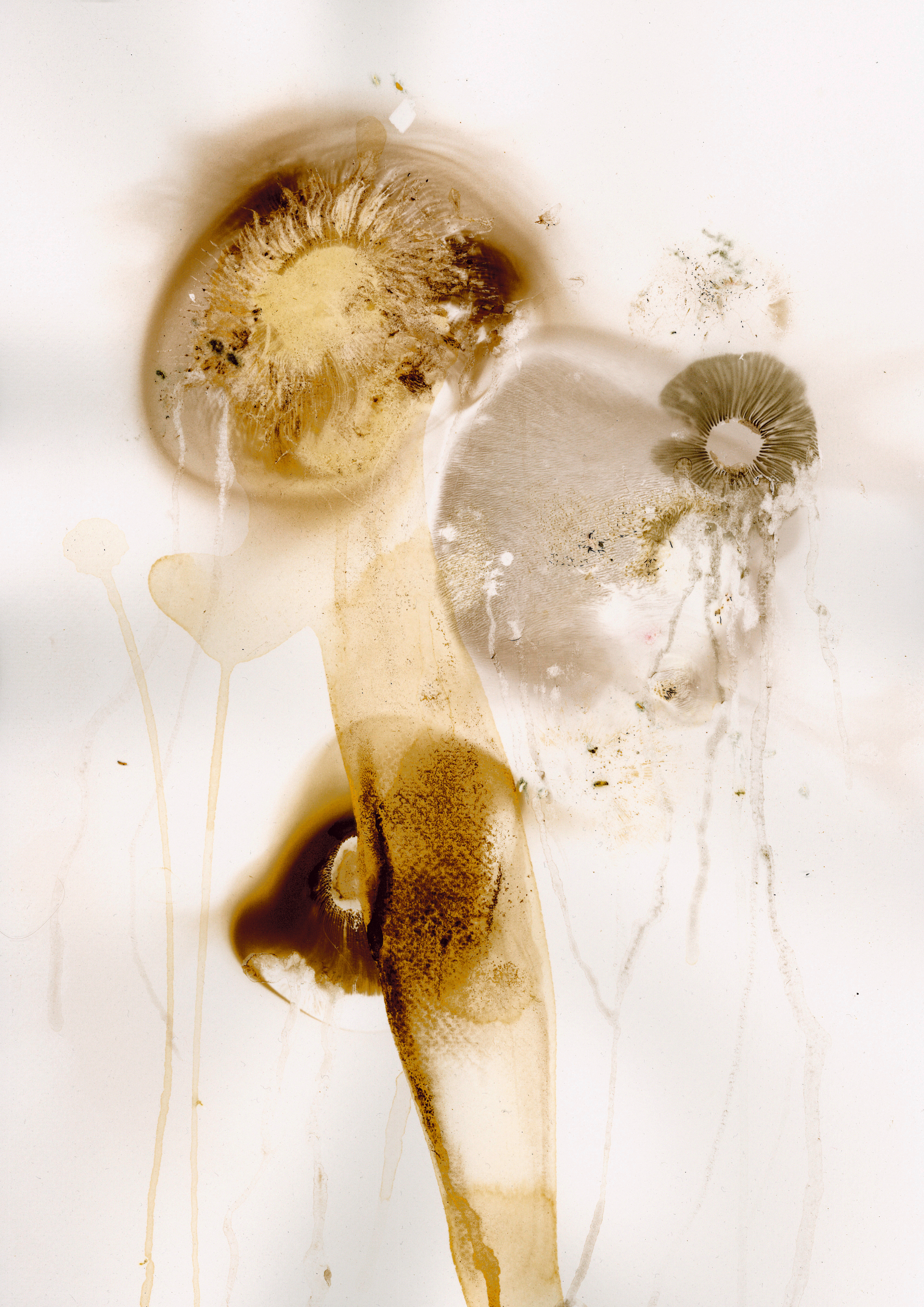 Primitive Life 1