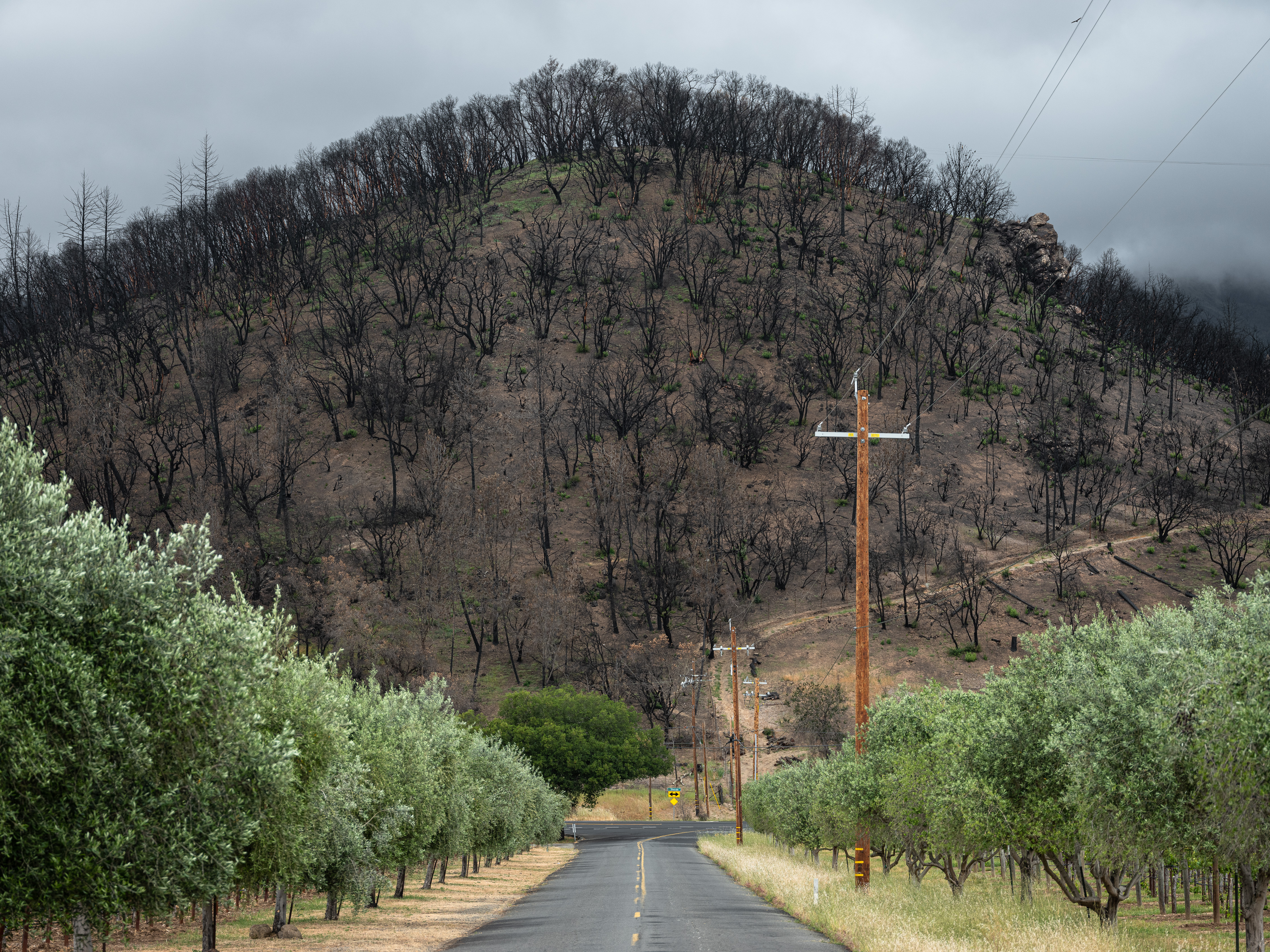 POST #4 - Larkmead Lane