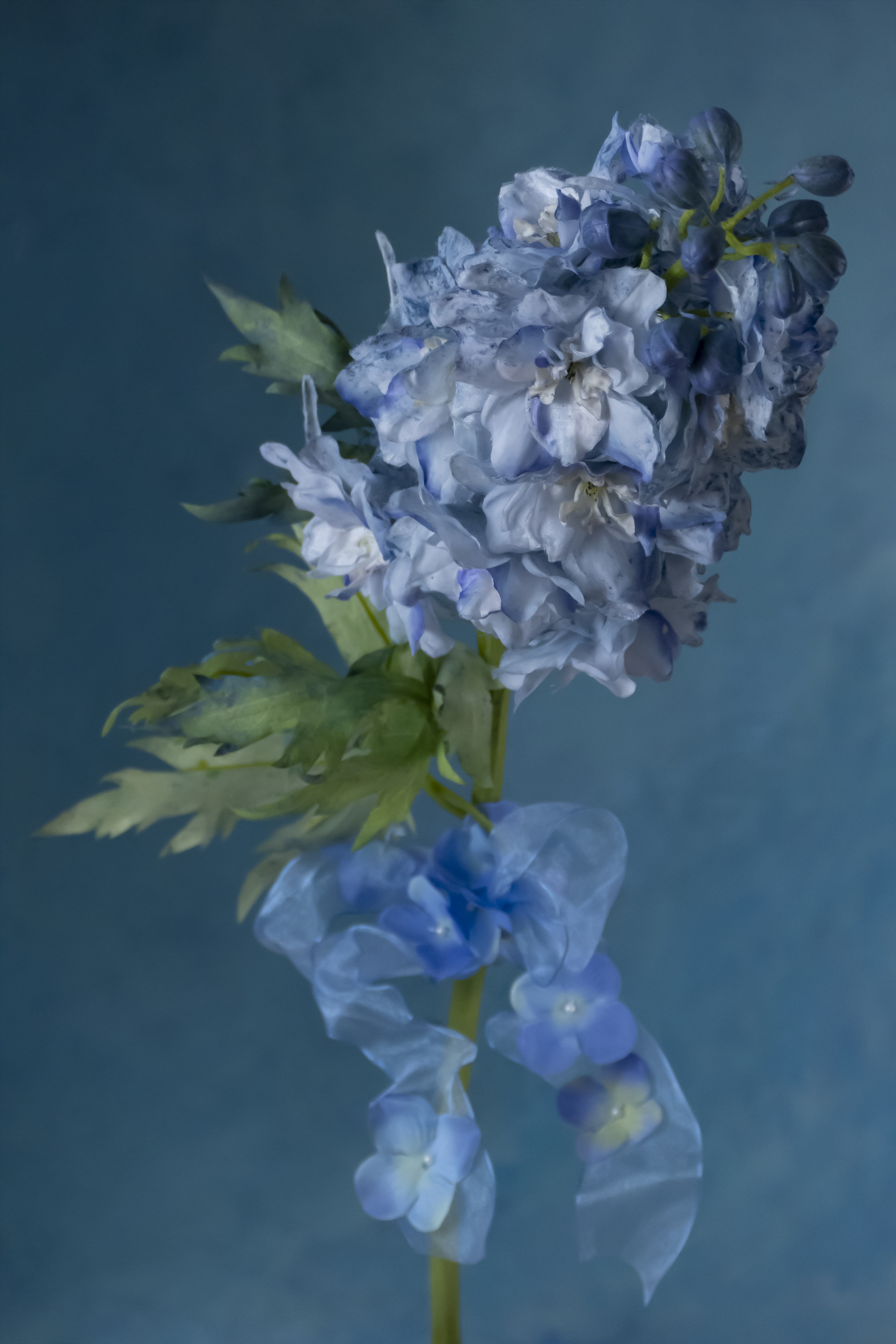 Fleur d'Artifice (Delphinium)