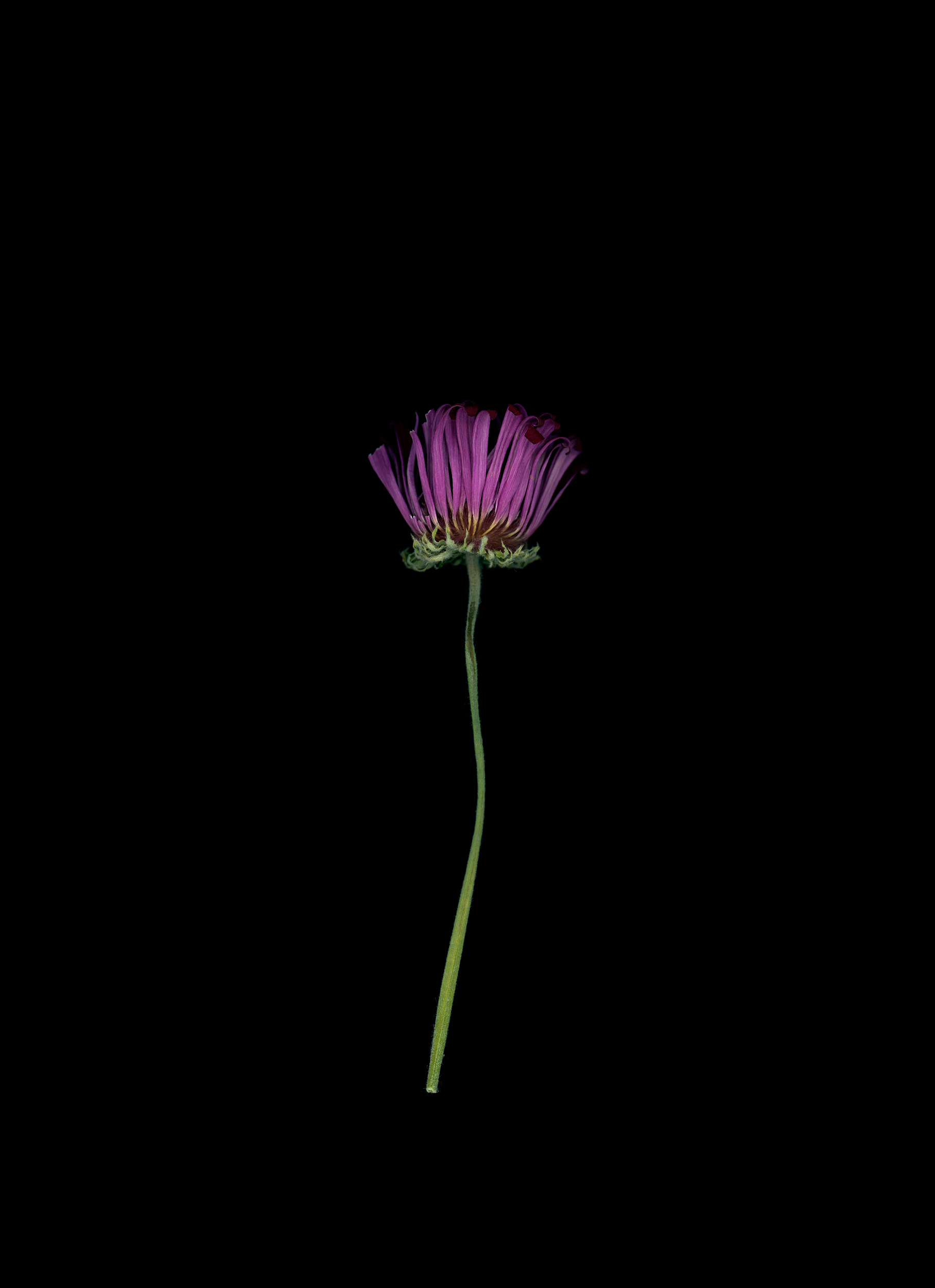 Gerbera No. 2