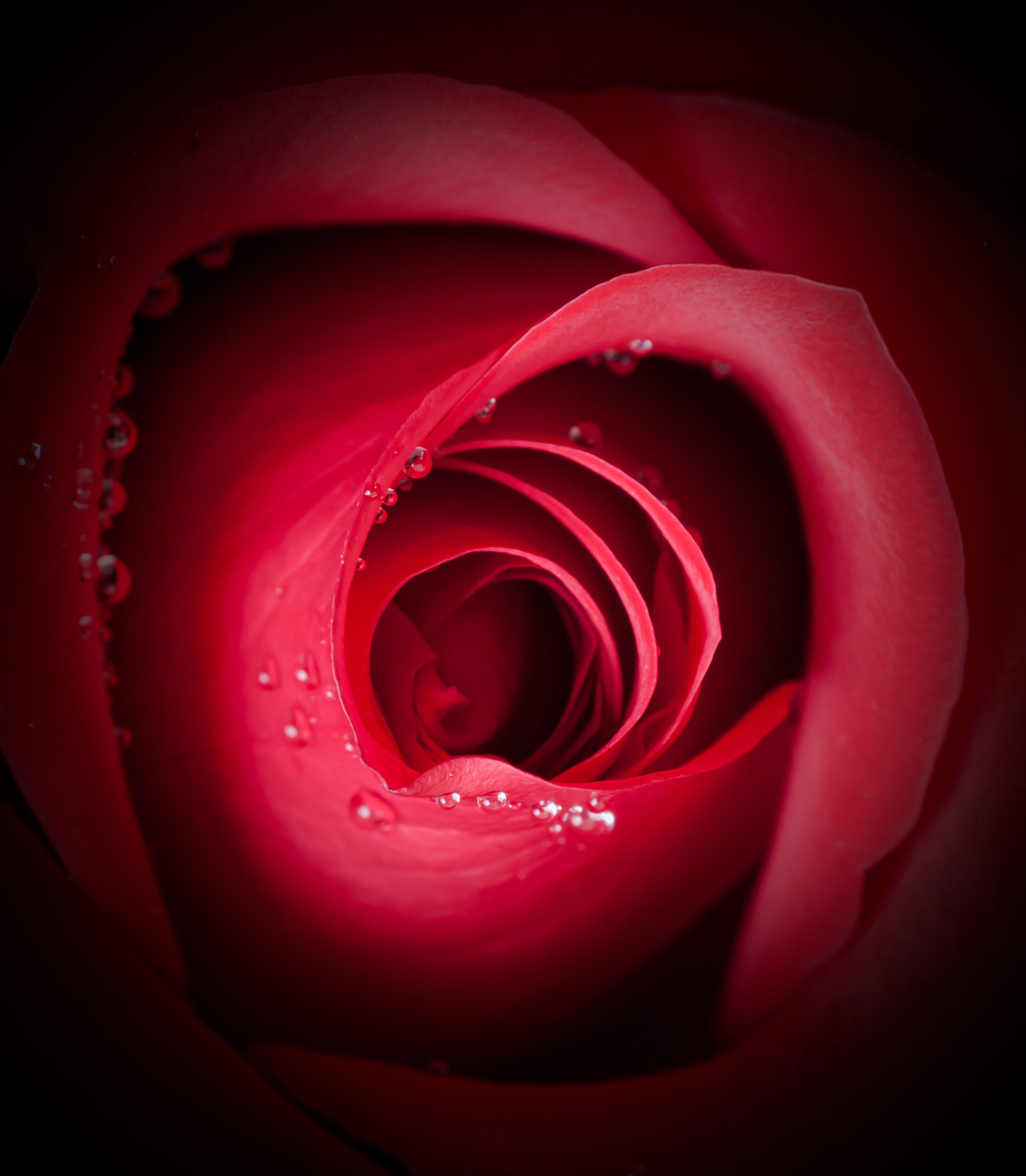 The Beauty of a Rose