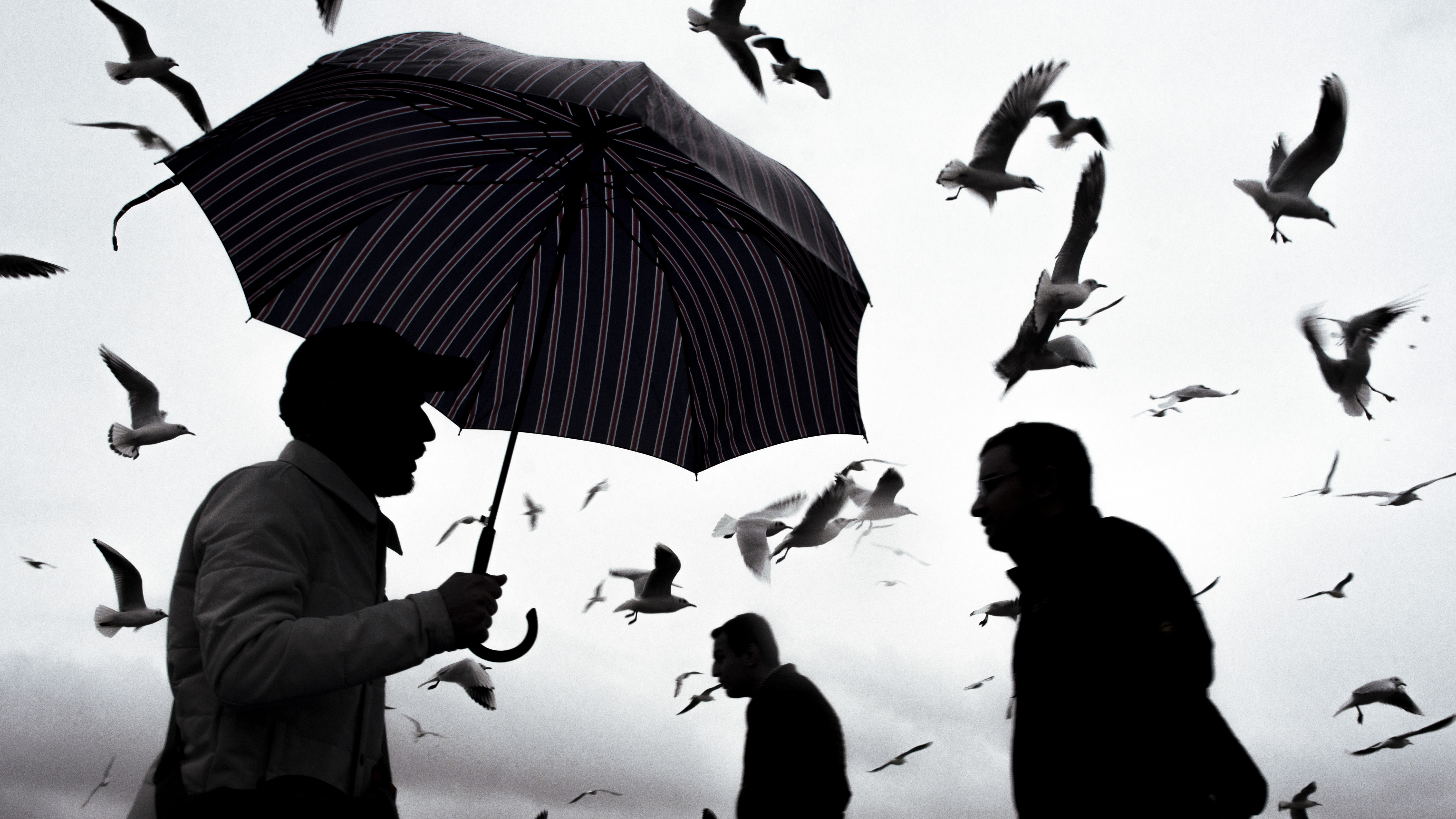 The Birds