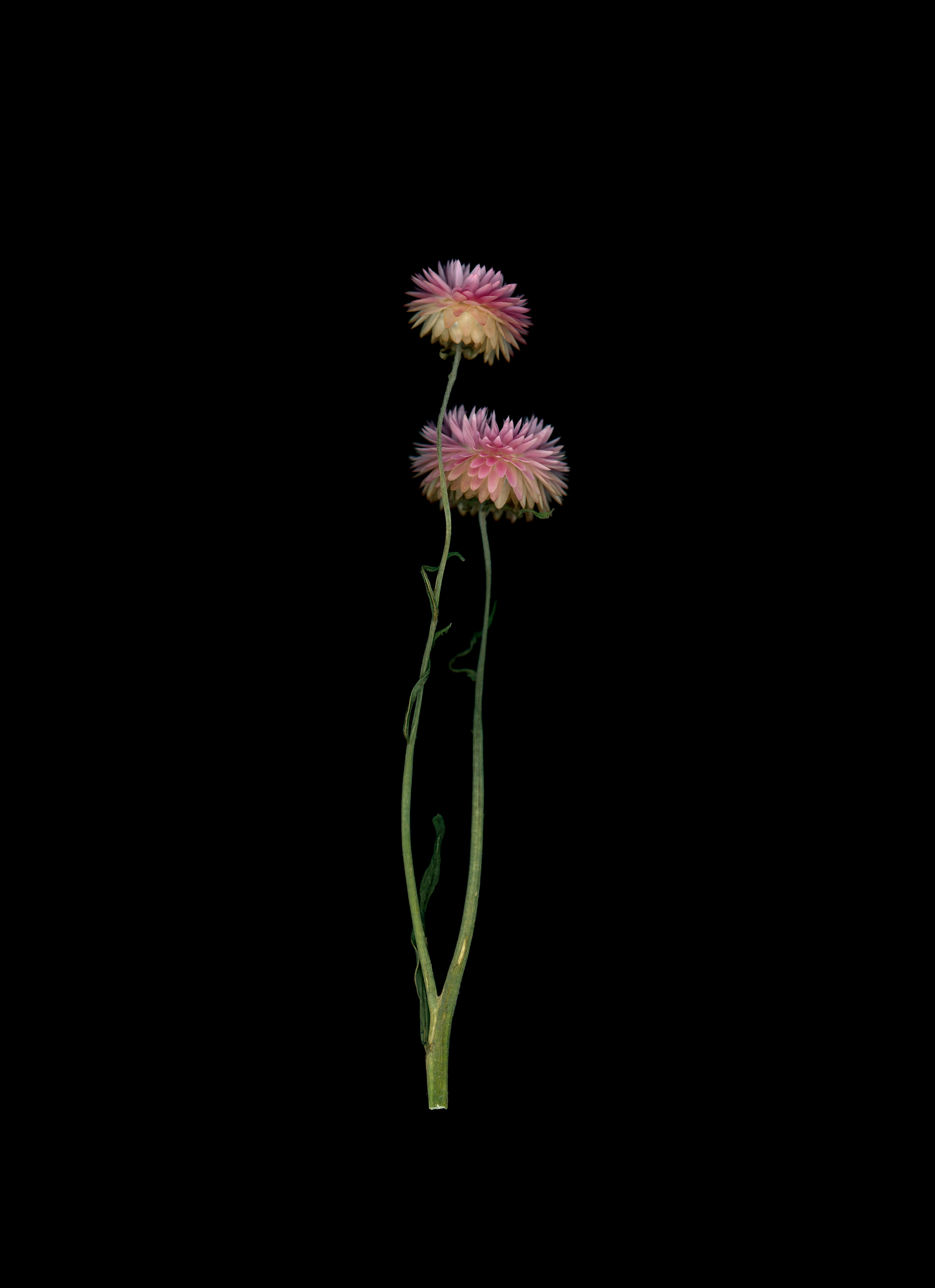 Strawflower No. 2