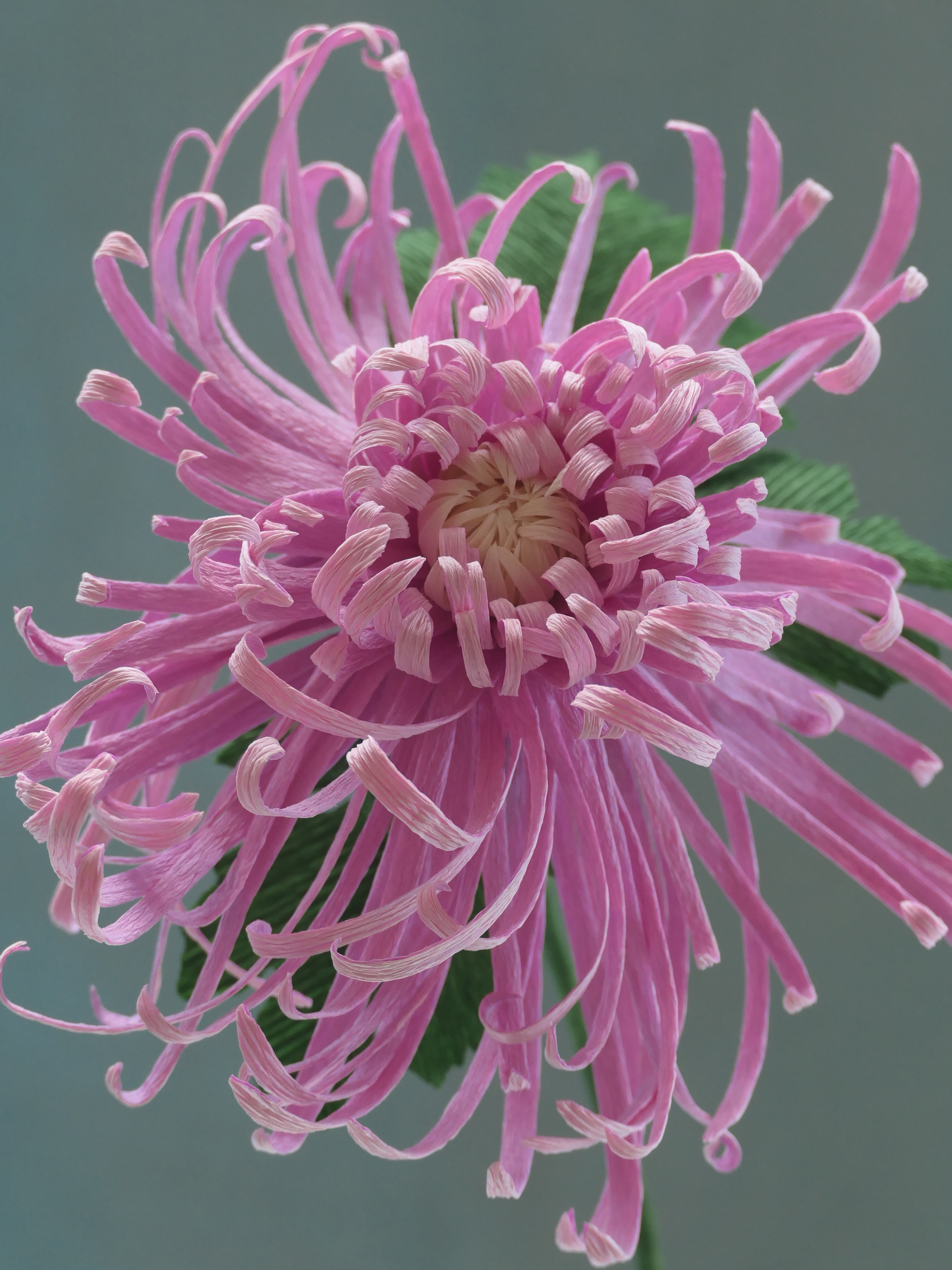 Fleur d'Artifice (Chrysanthemum)