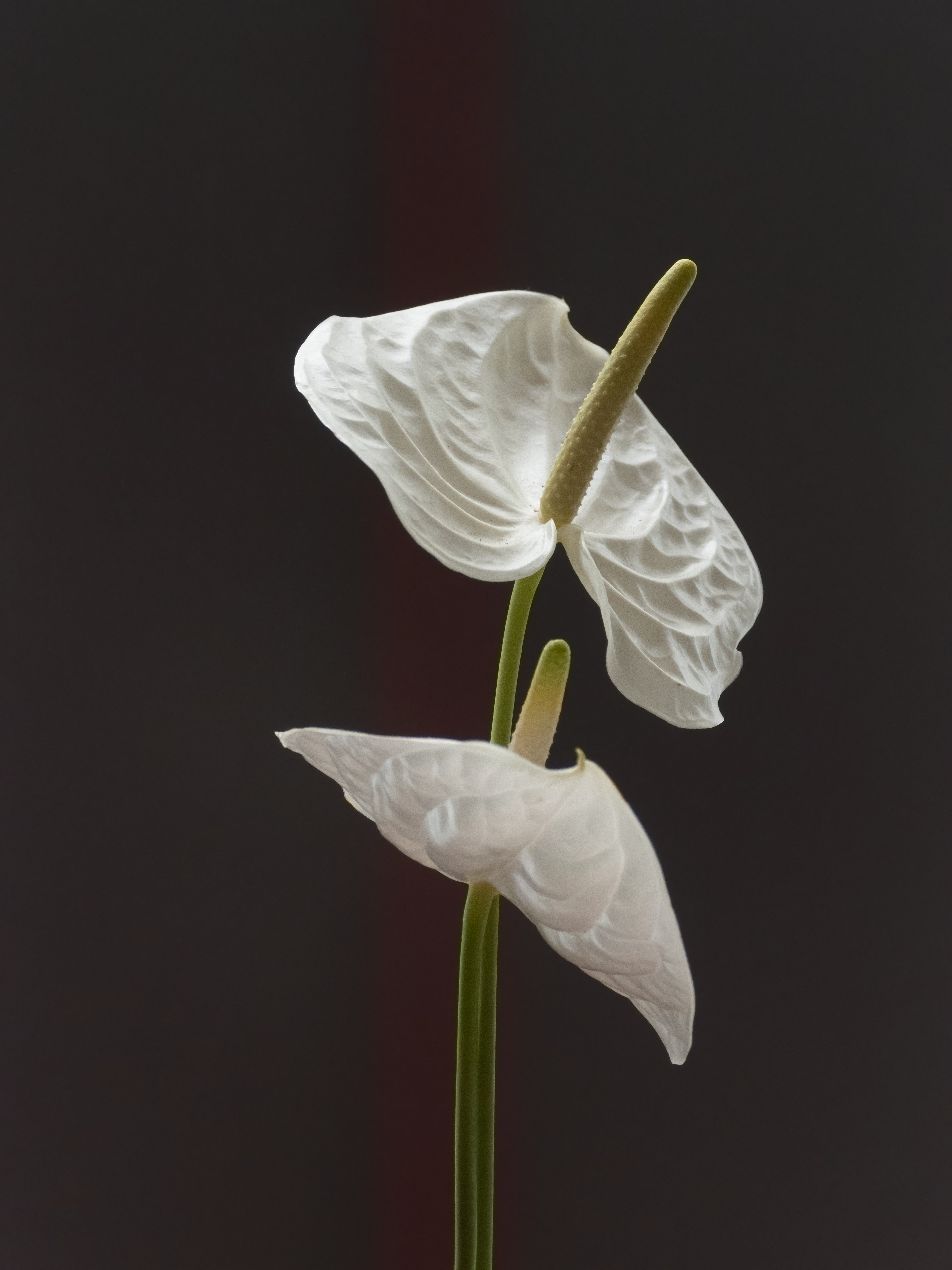 Anthurium