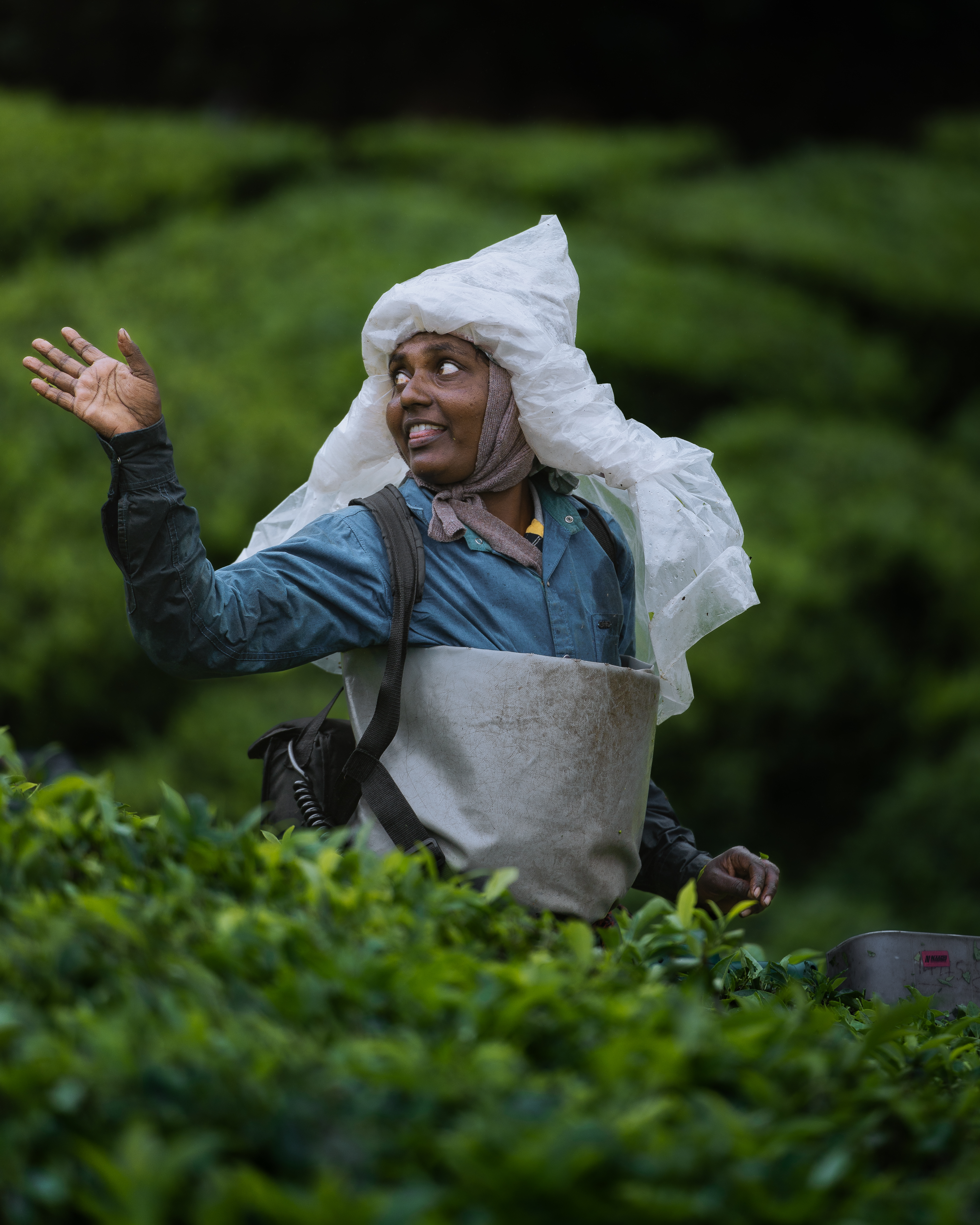 Life in the Tea Gardens