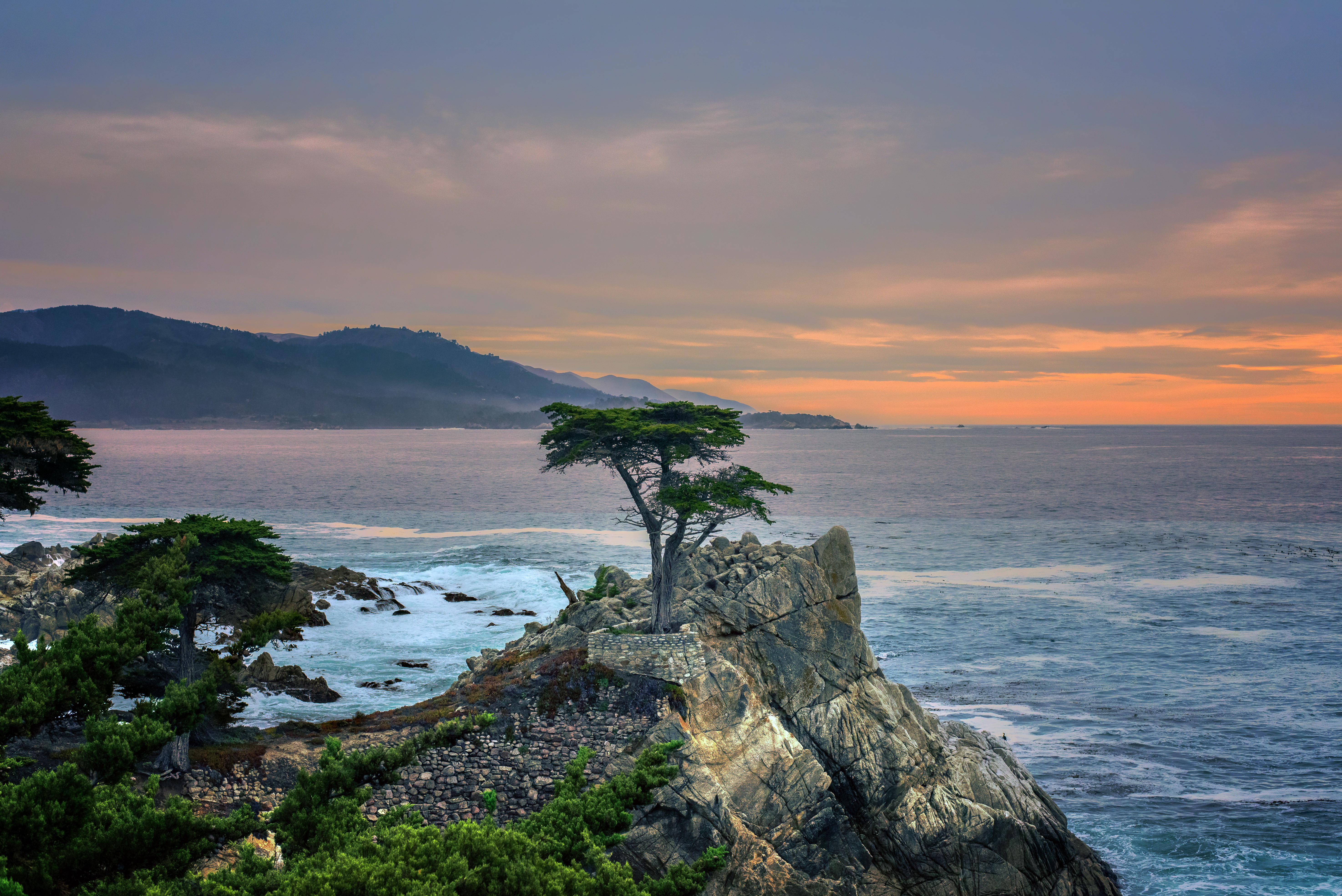 The Lone Cypress
