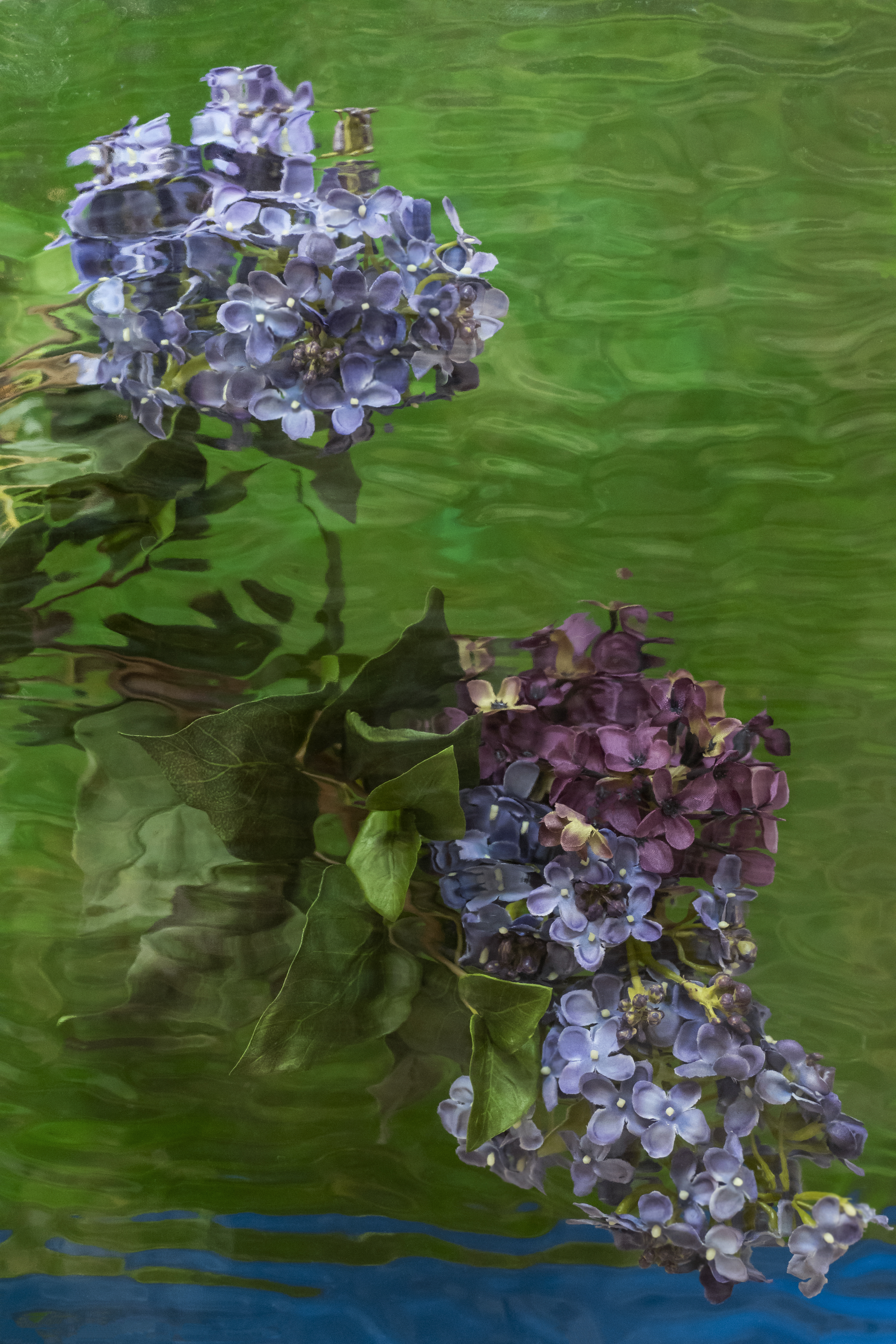 Fleurs d'Artifice [Lilac] 