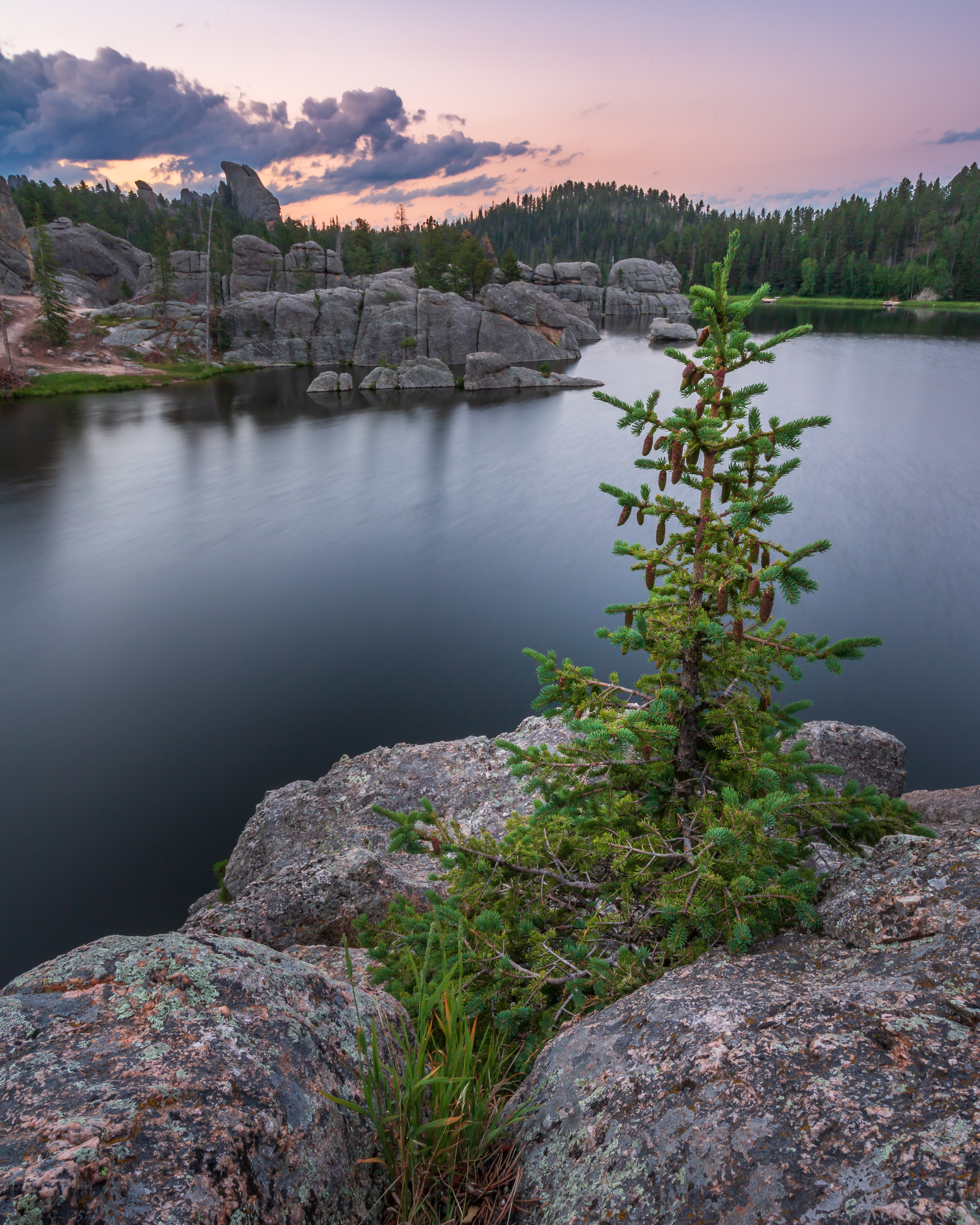 Baby Pine at Sylvan Lake