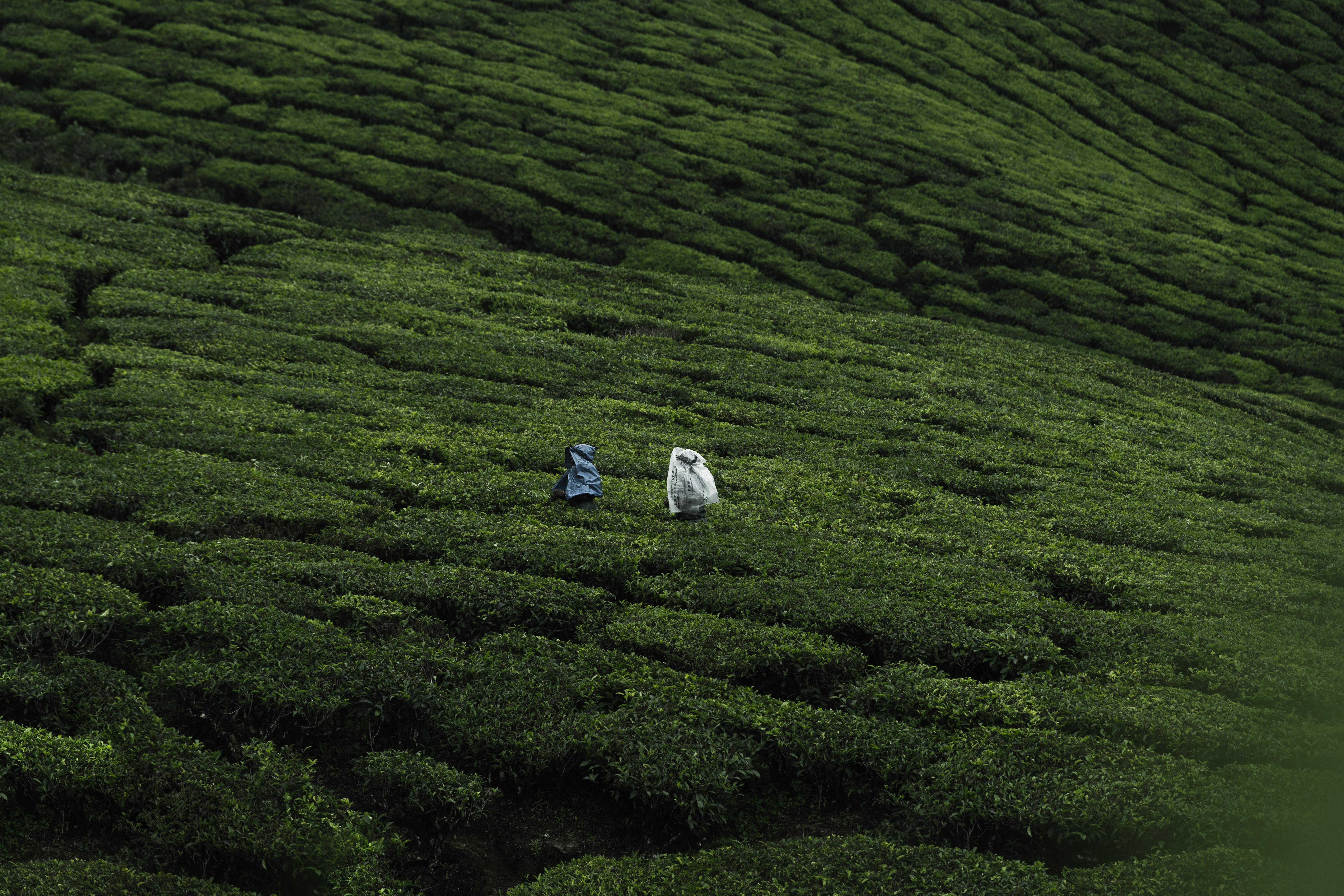The Tea Plantation