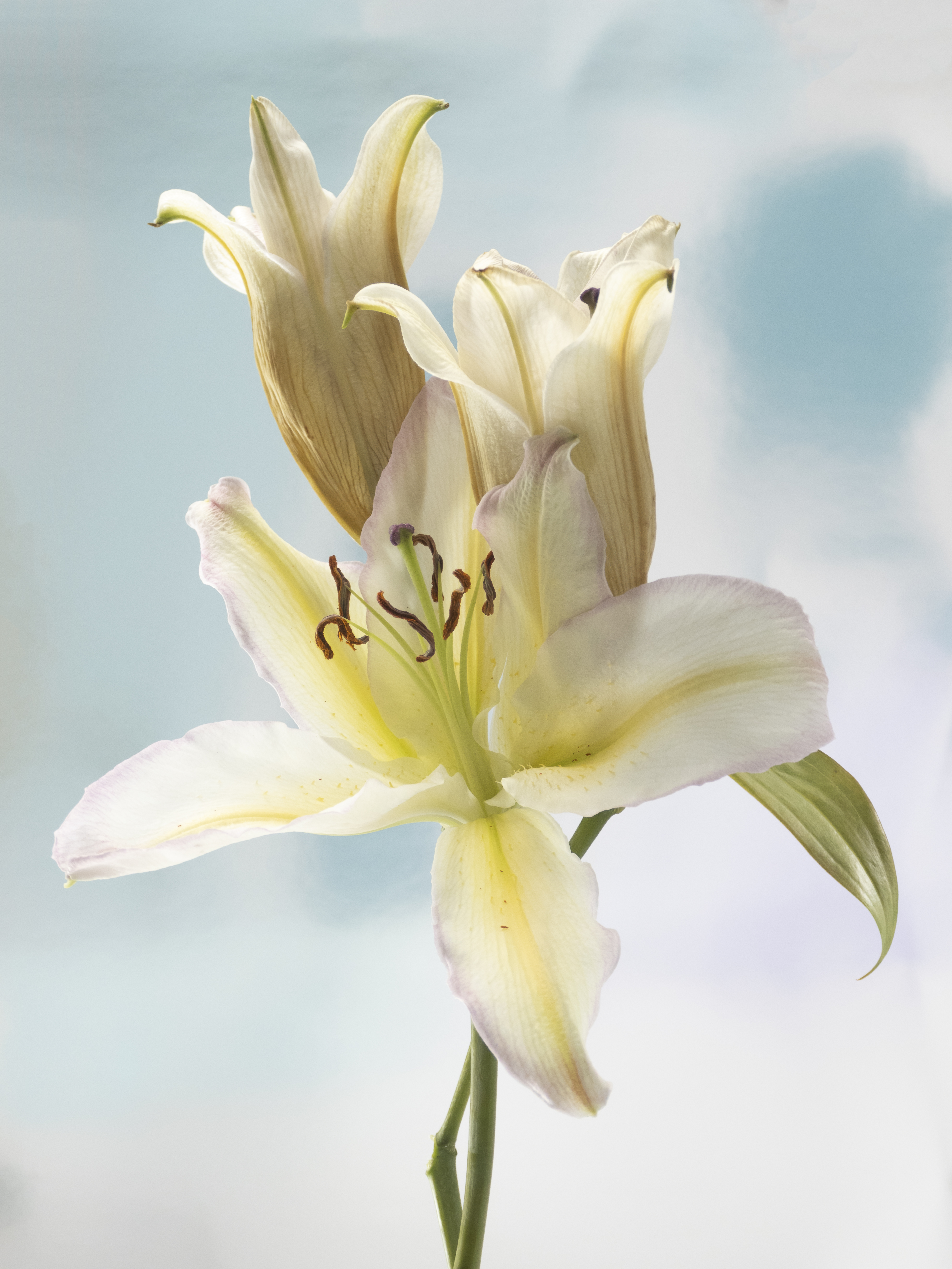 Lilies