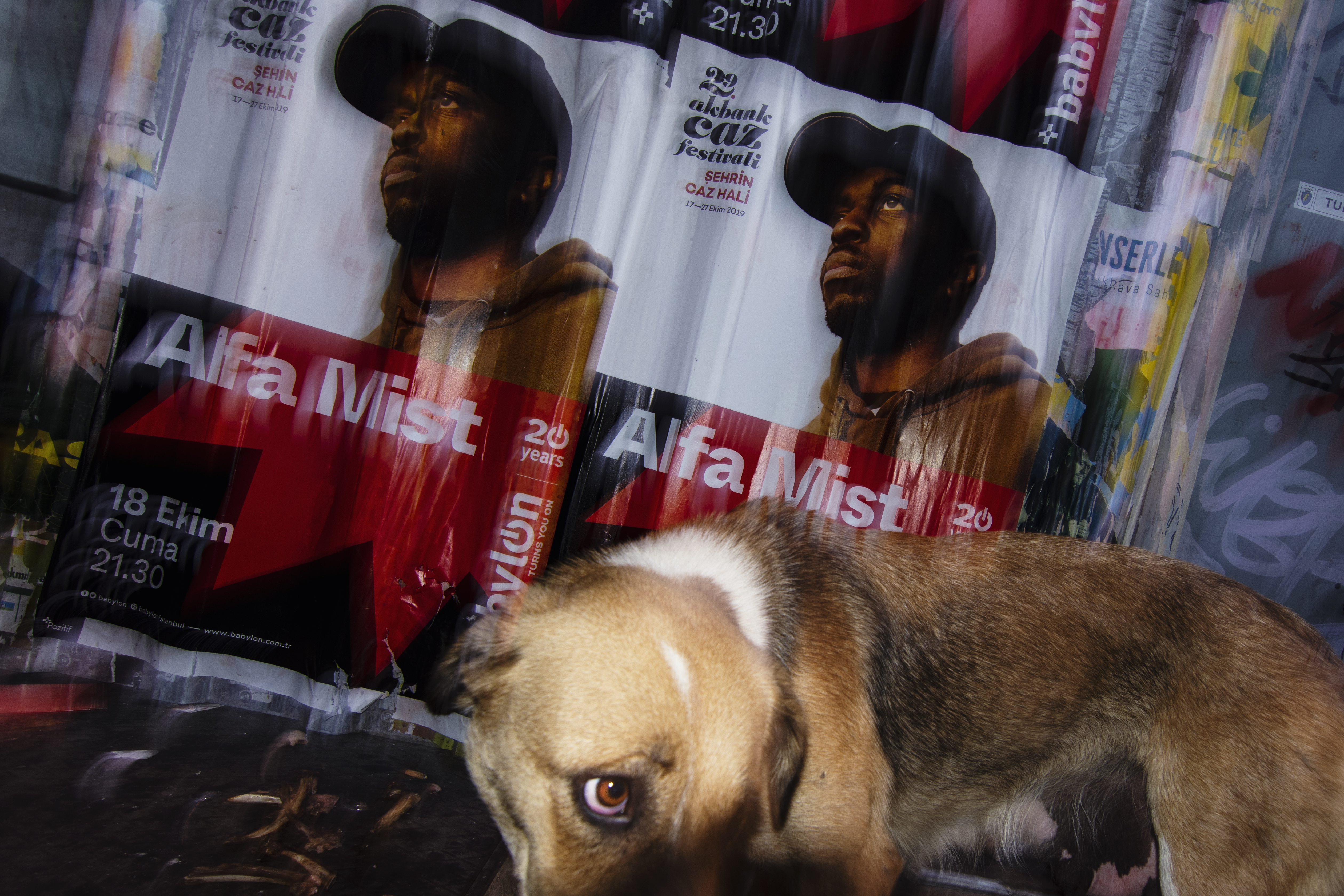 Eye Of The Dog