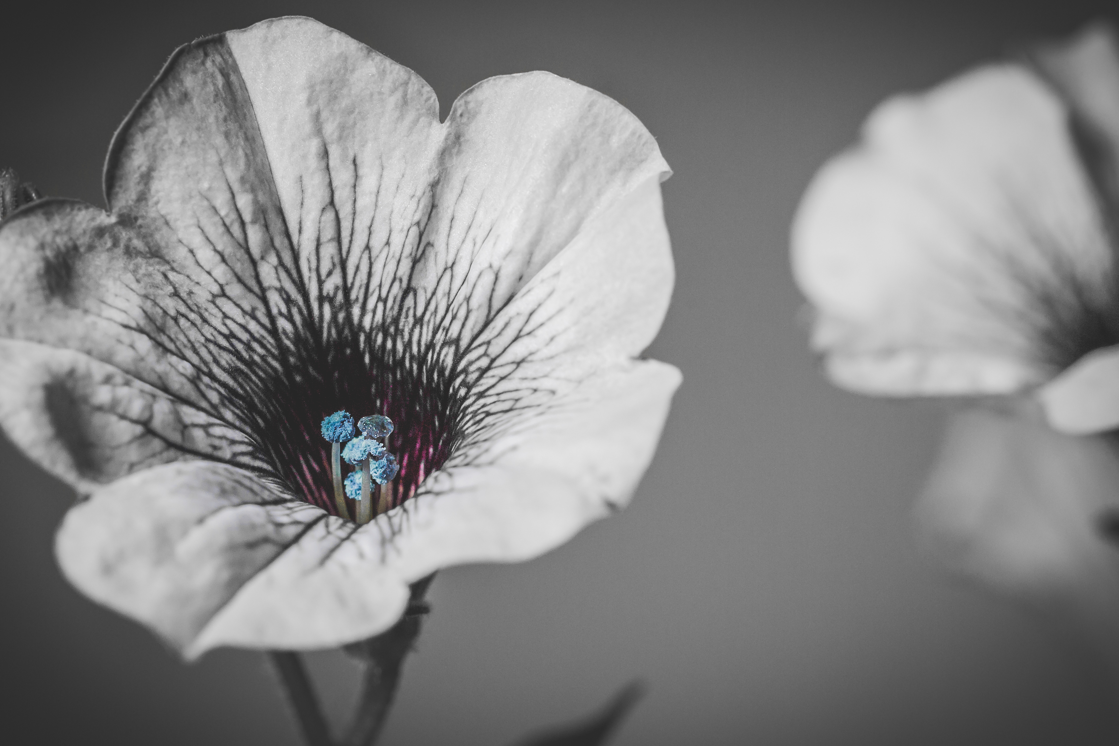 Beauty in the Small Things