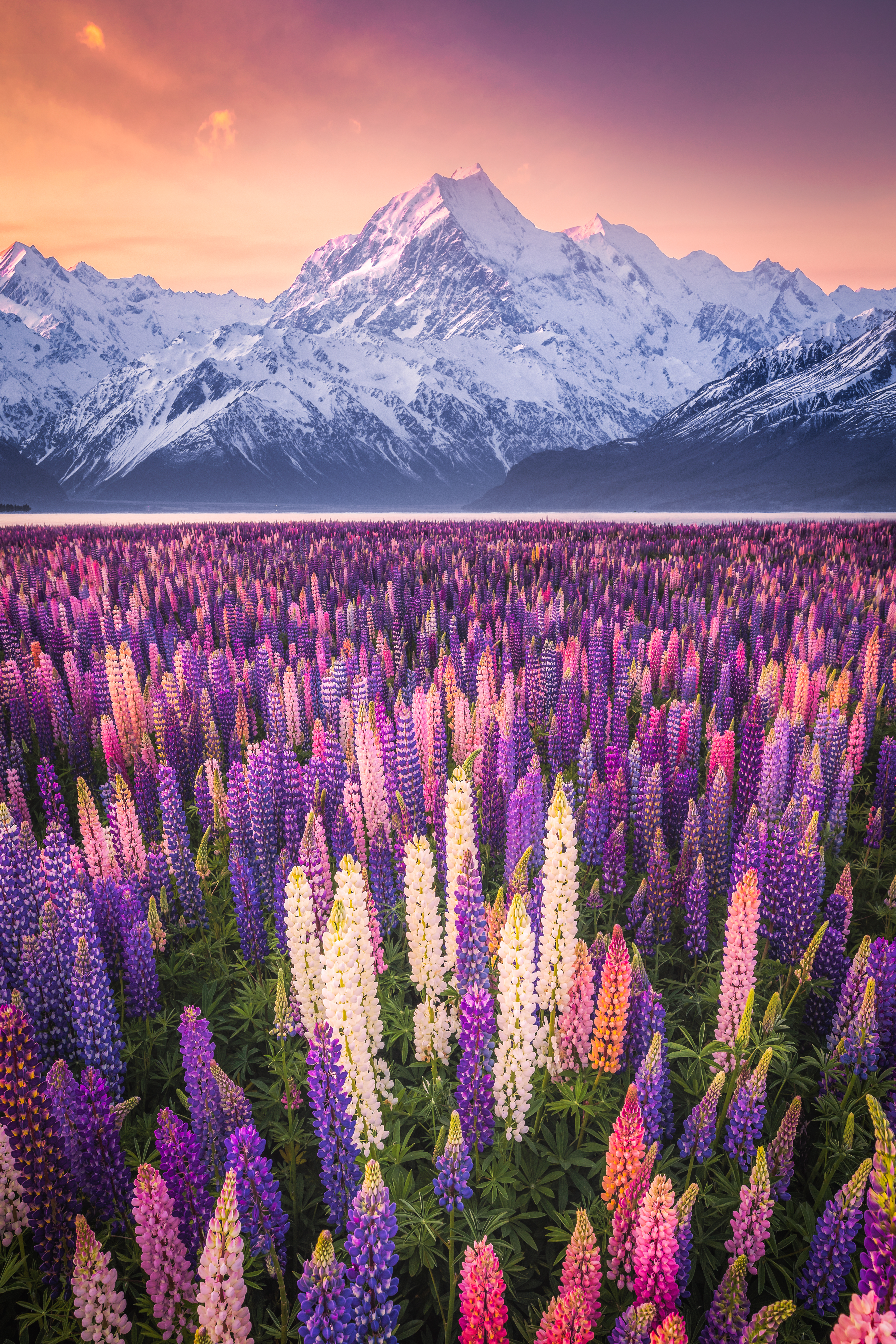 Field of Dreams