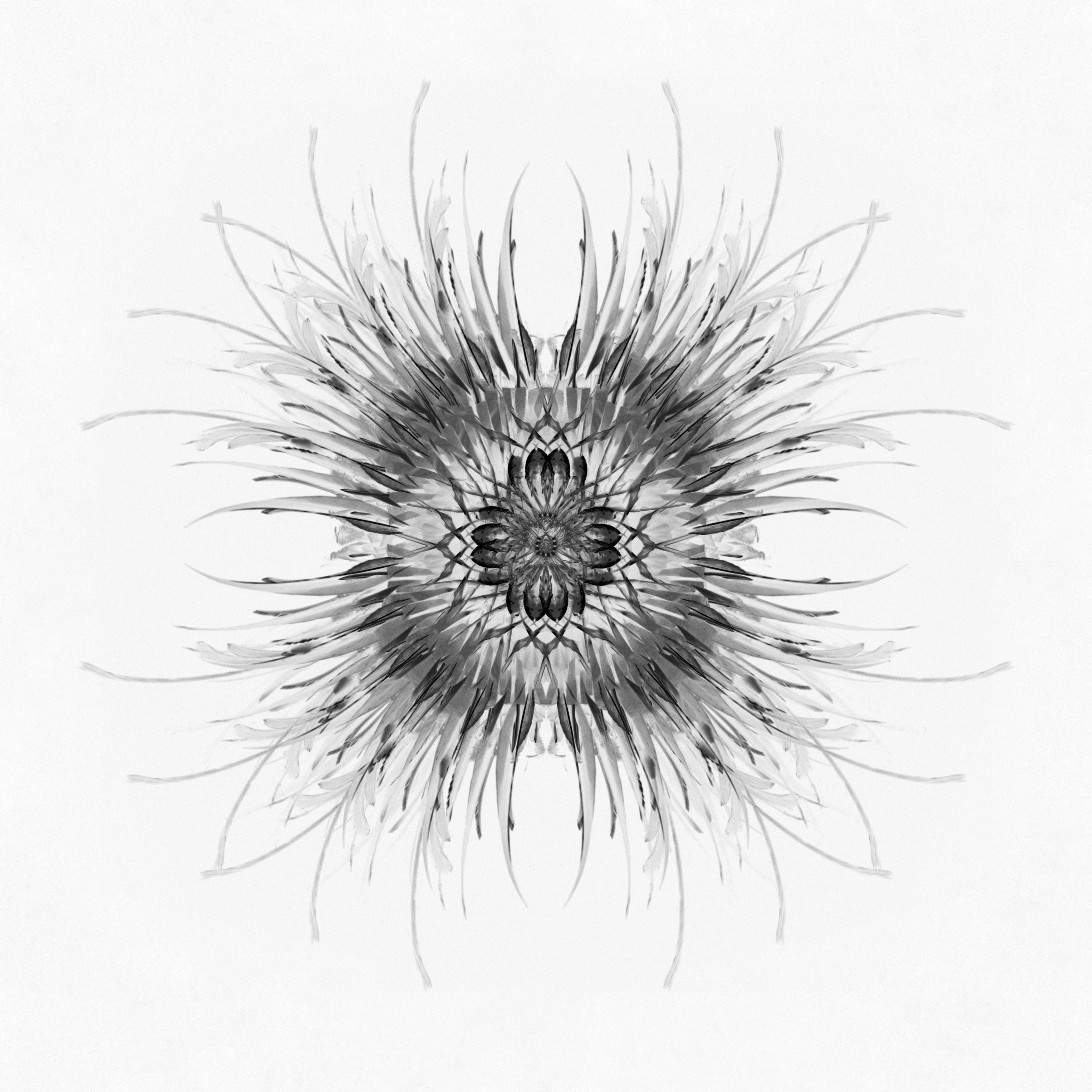 Kikki // Avstract specimen 1.1