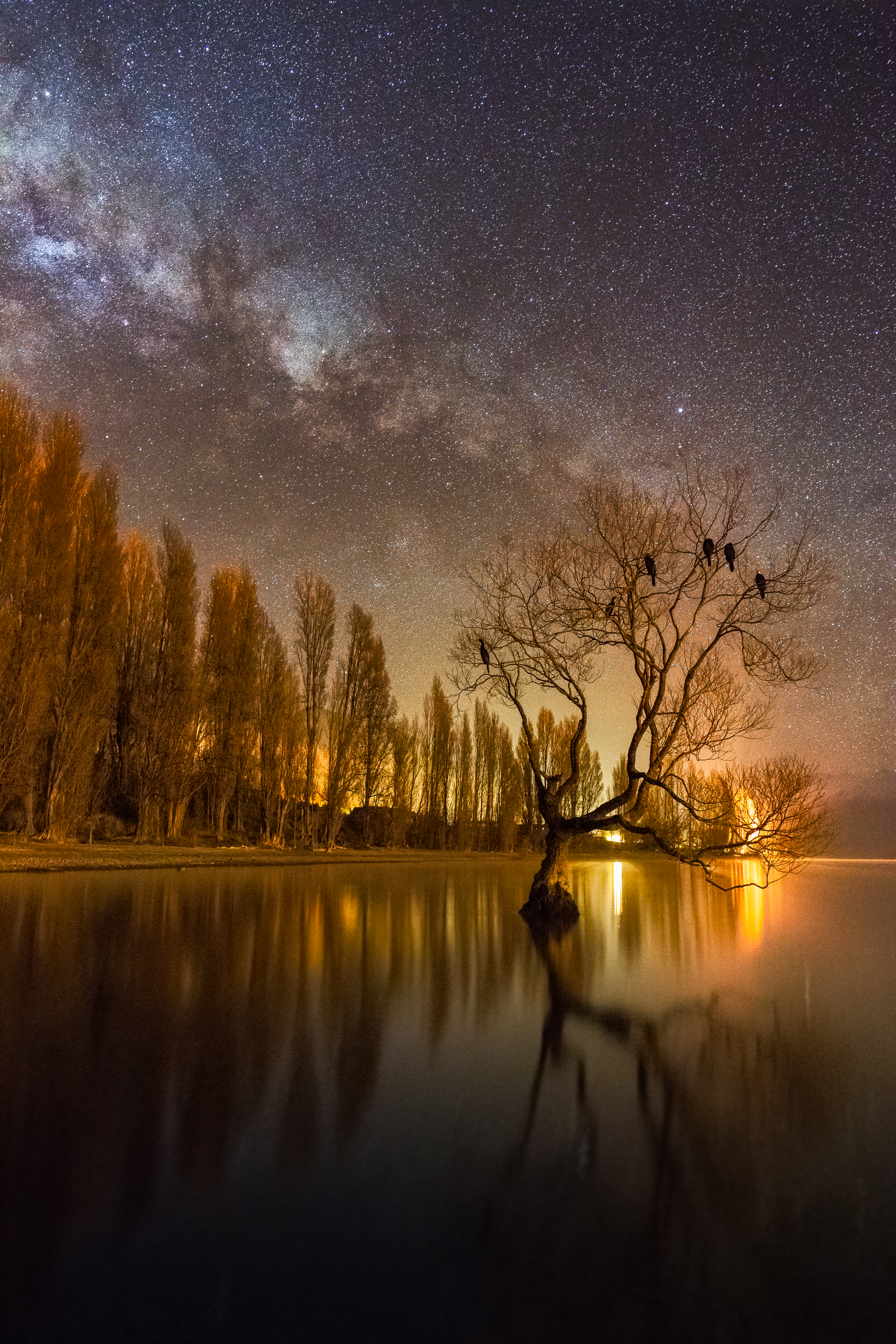 That Wanaka Tree