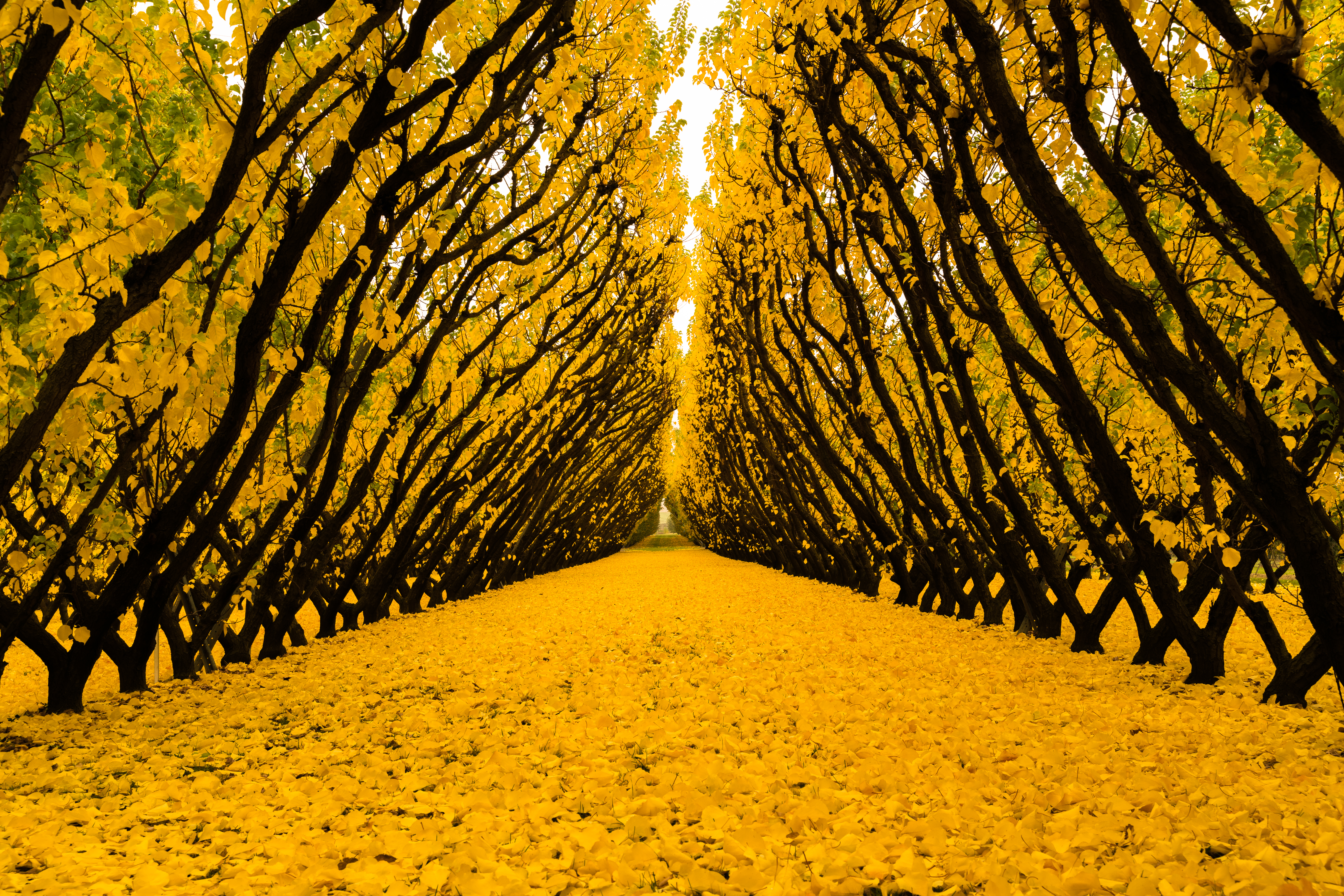 Yellow Leaf Road
