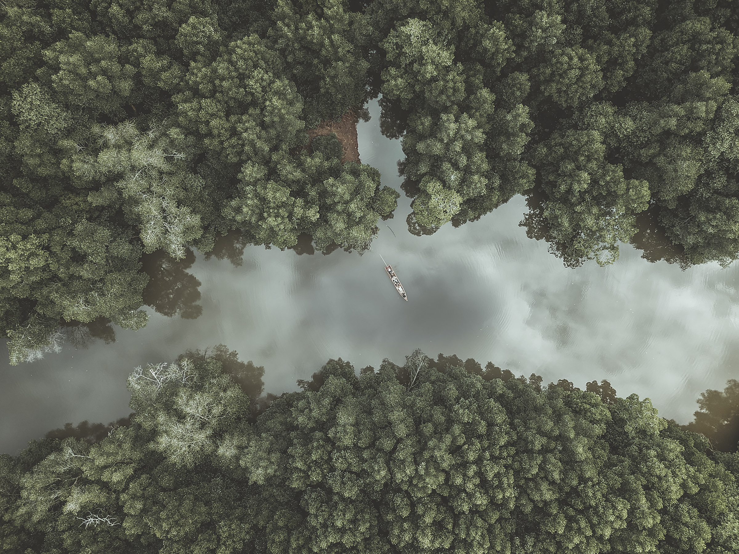 The Mangrove Forest : Lungs Of The Earth