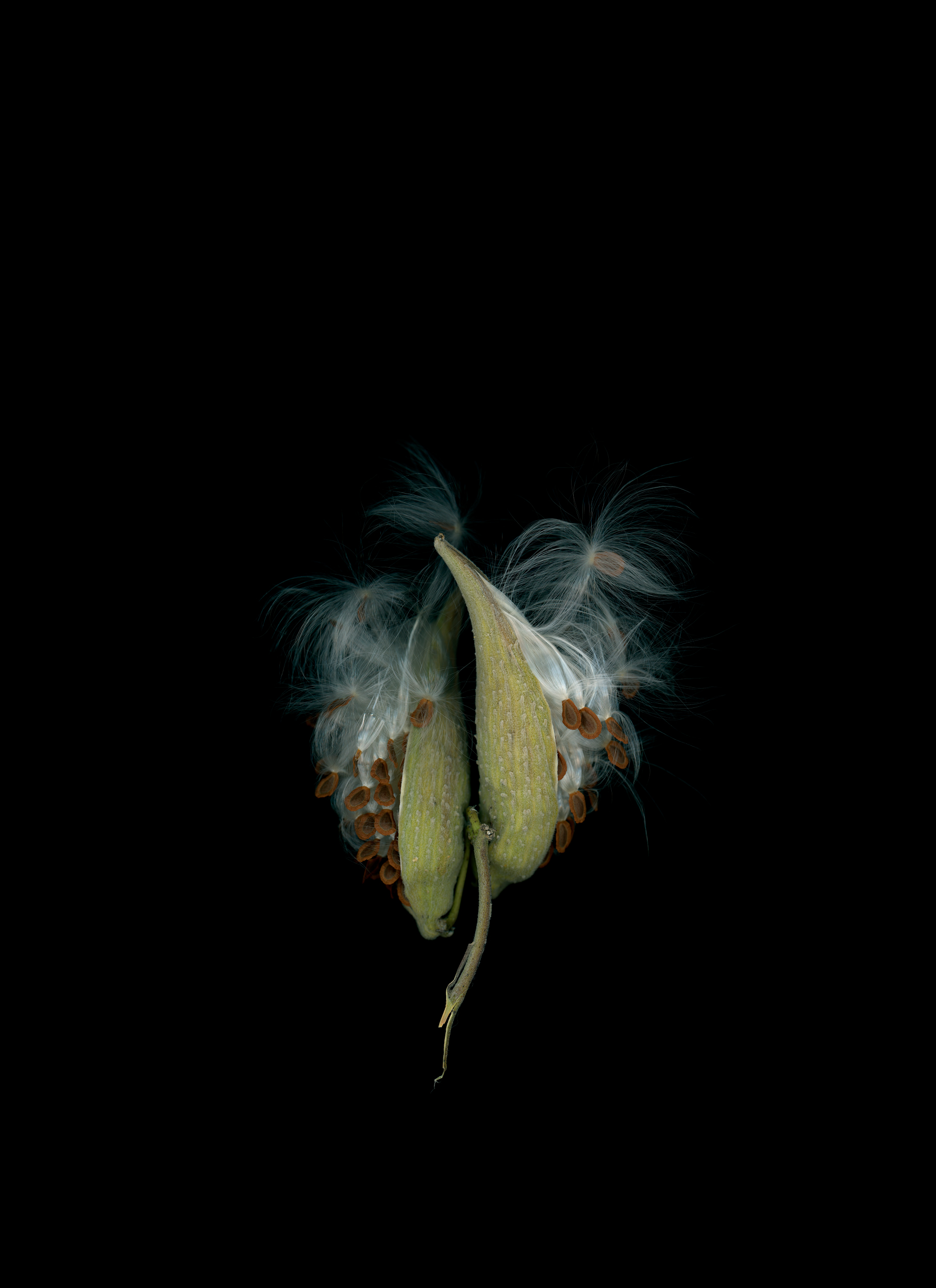 Milkweed Seed Pods