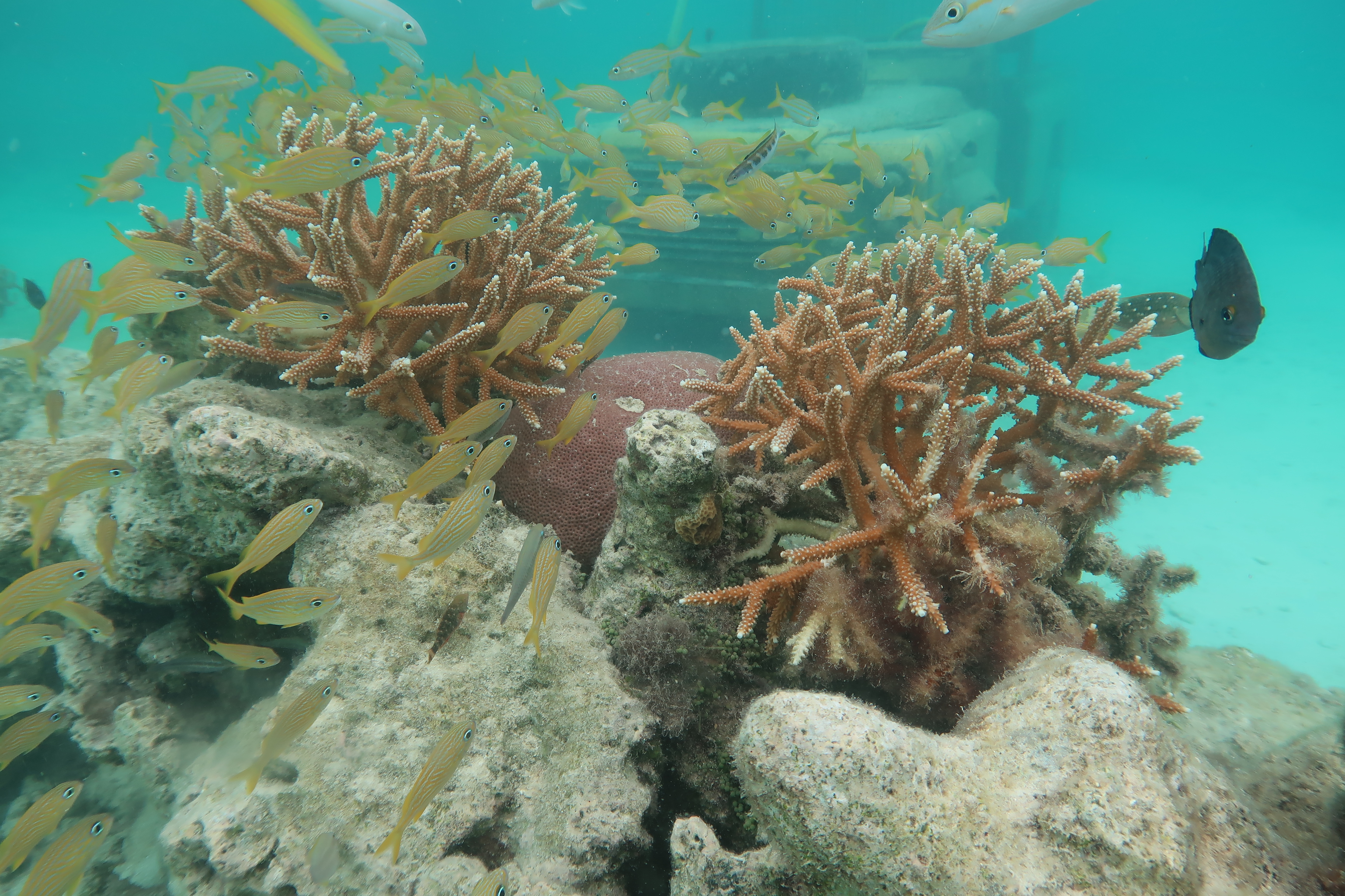 Atlantic Ocean deepsea 