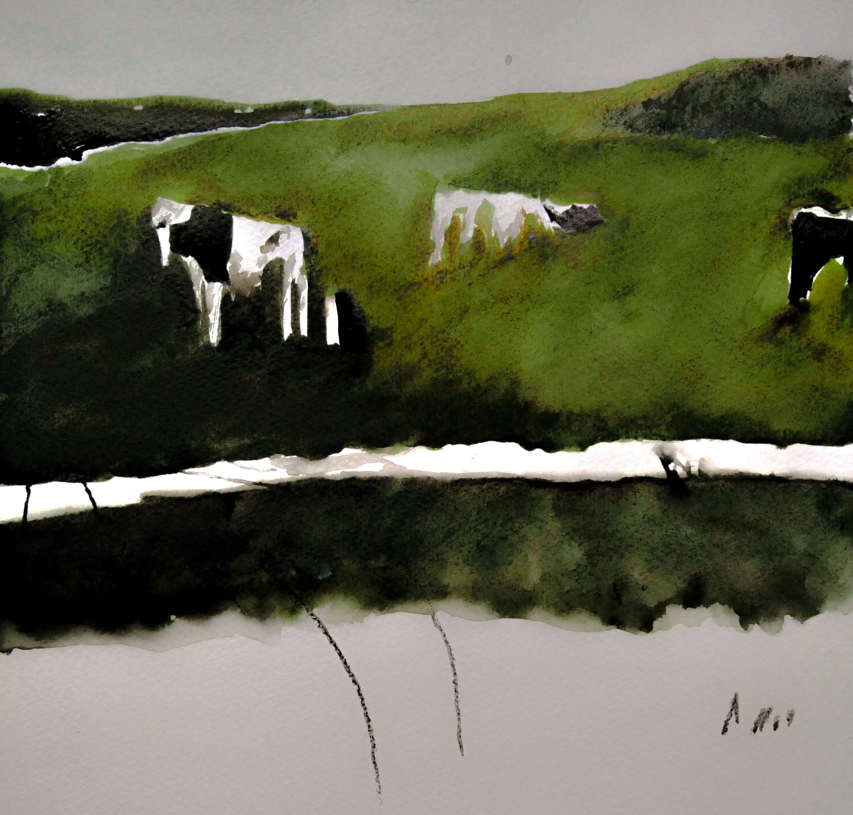Cows