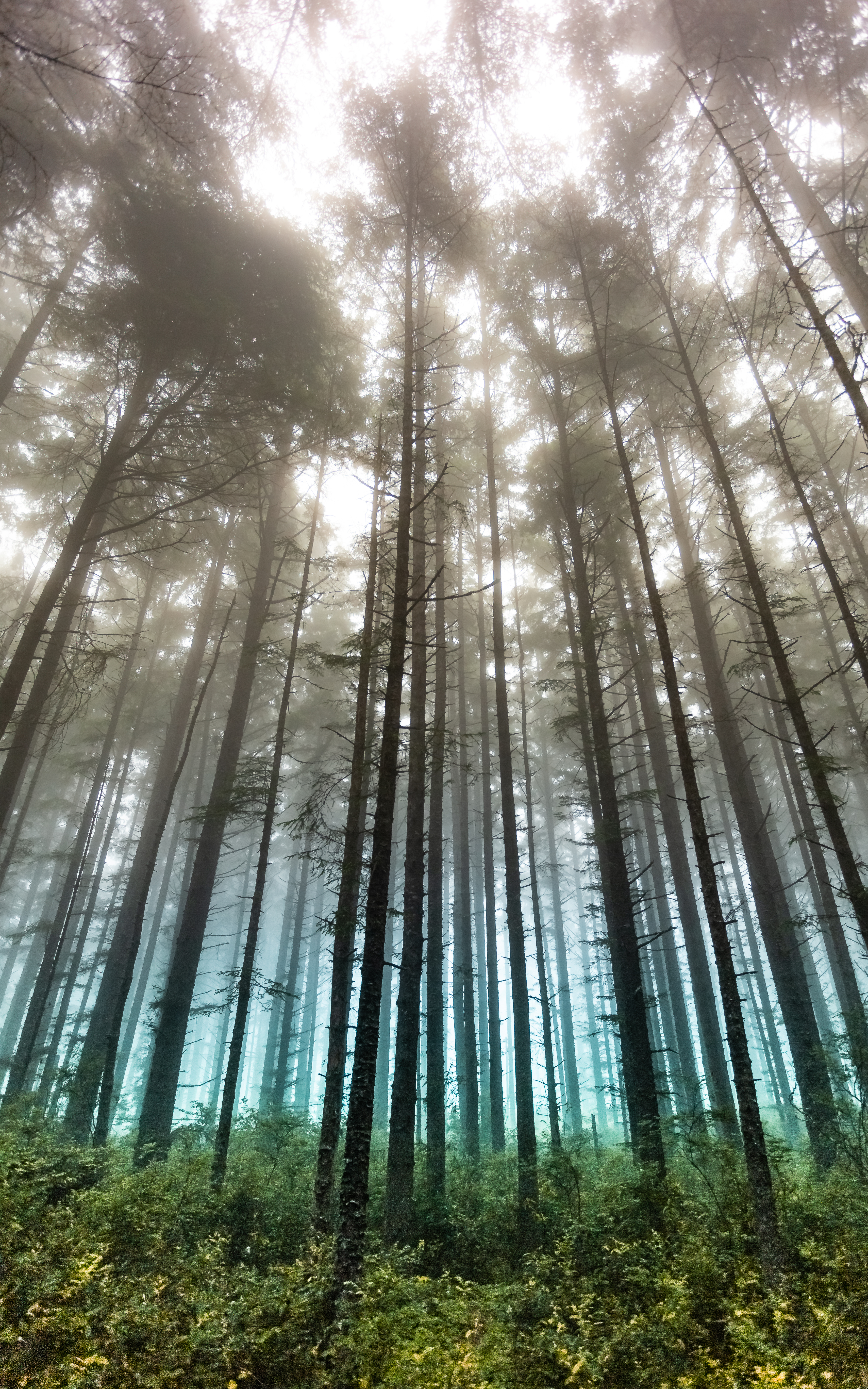 Forest For The Trees (Odds & Ends Series #2)