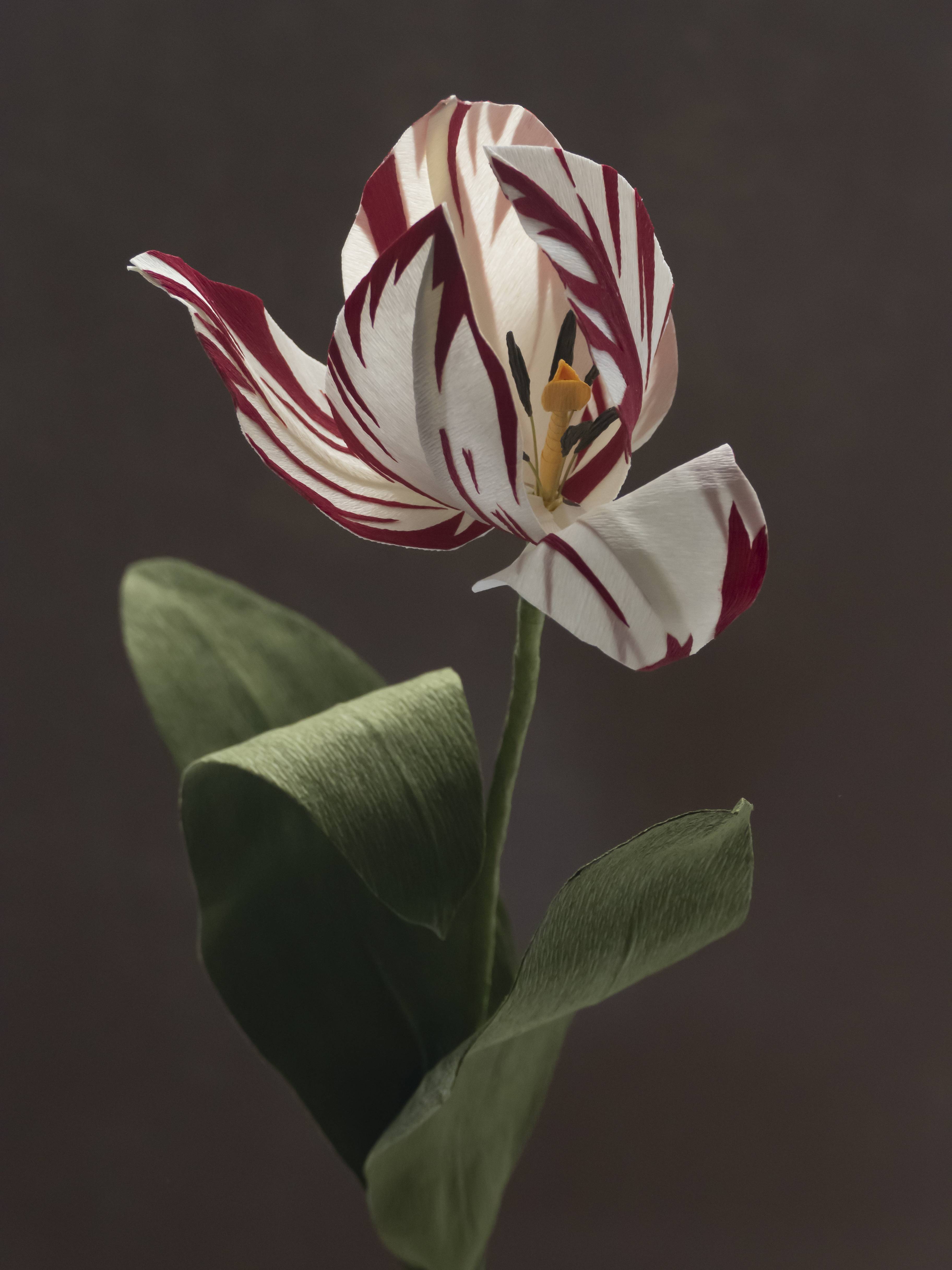 Fleur d'Artifice (Dutch Tulip)