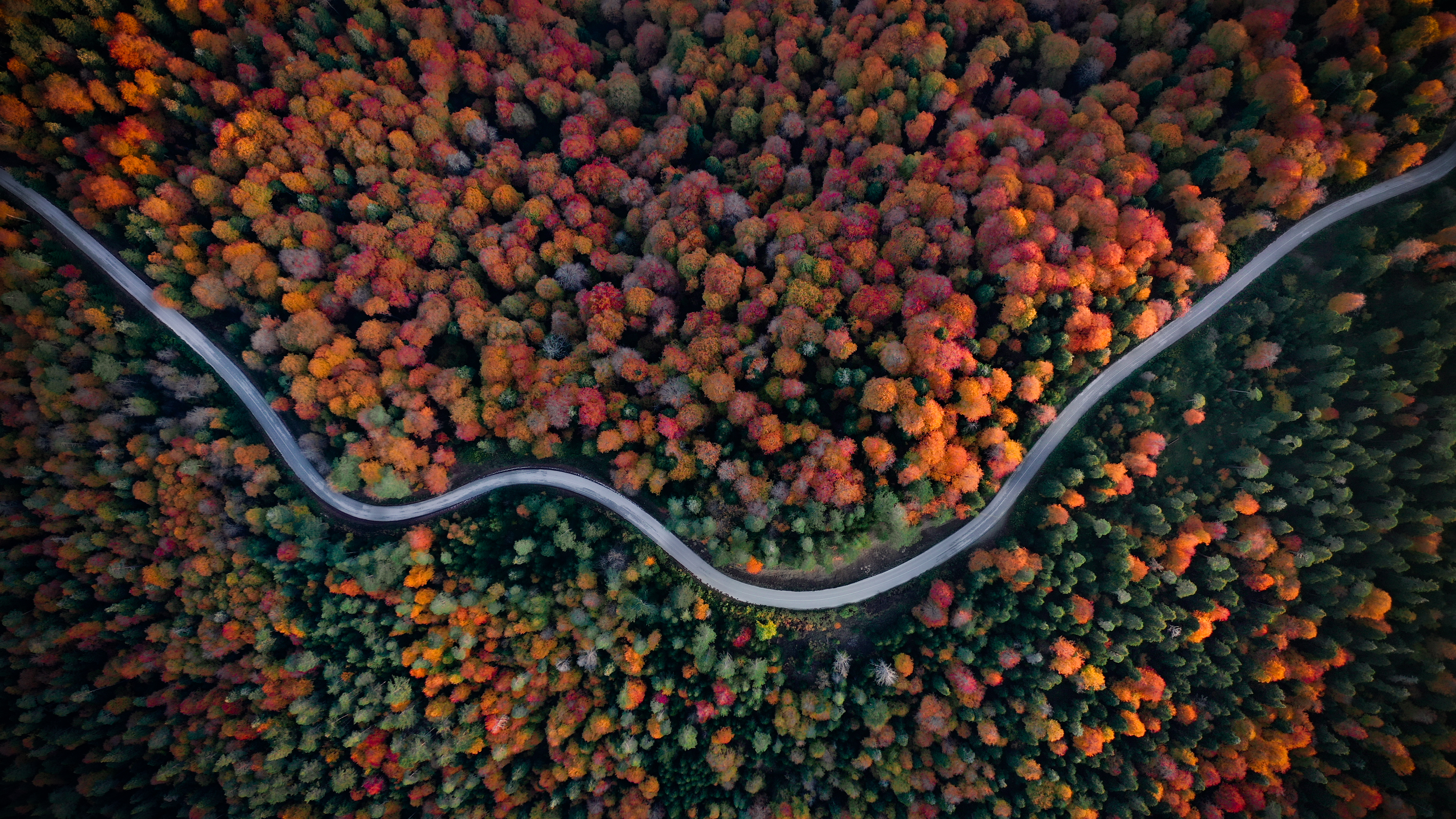 SEASON OF COLORFUL DREAMS