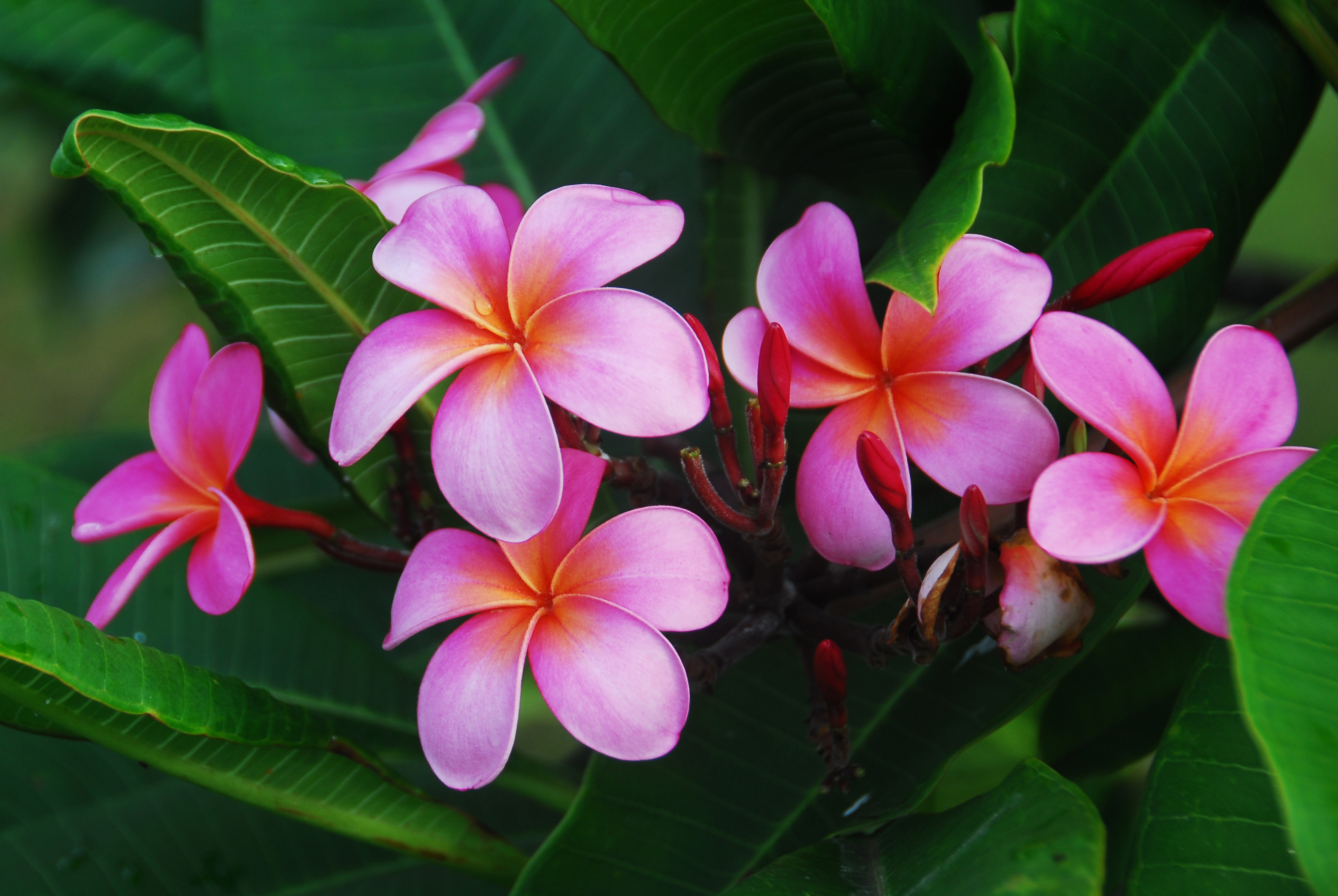 Hana Pink Plumerias