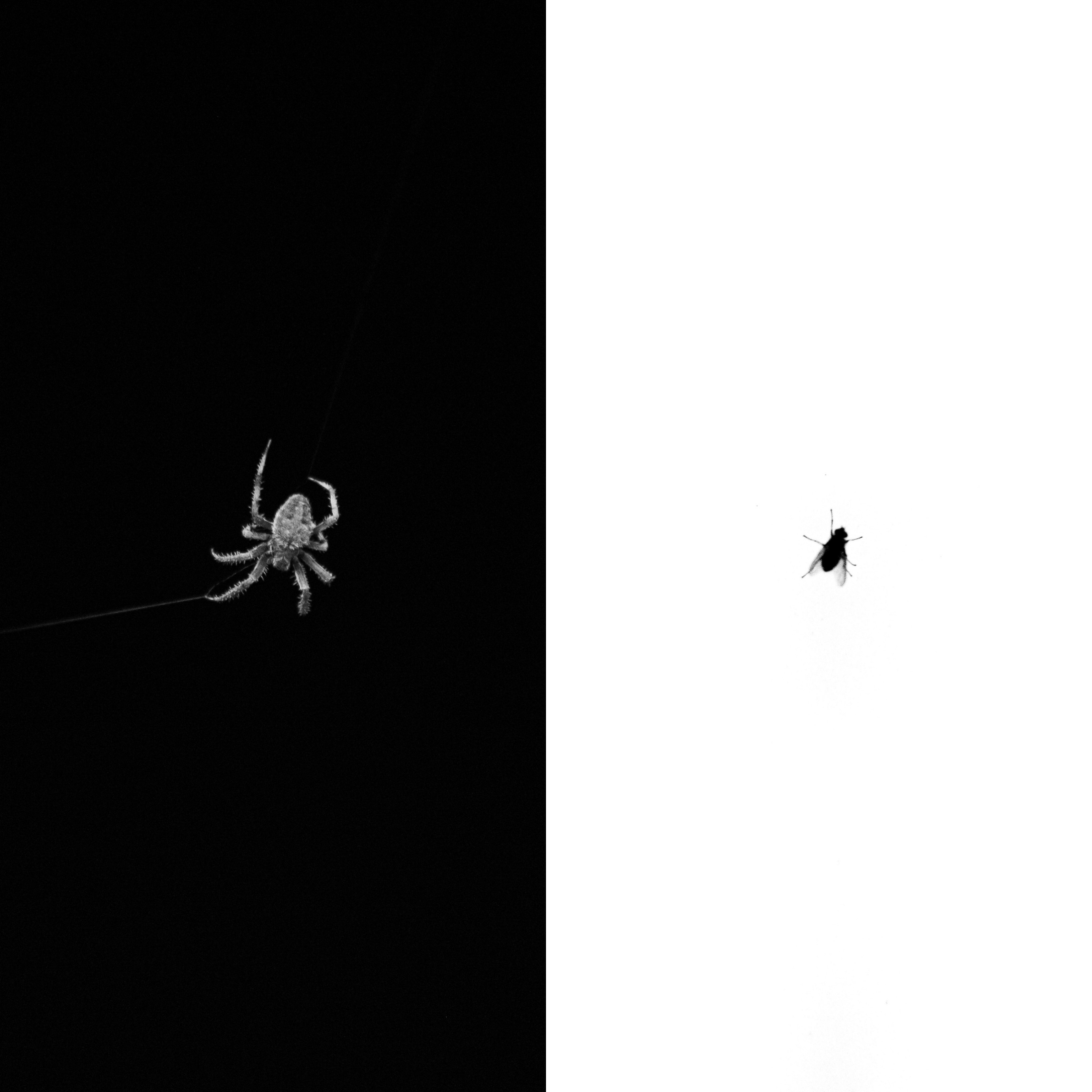The Spider & The Fly