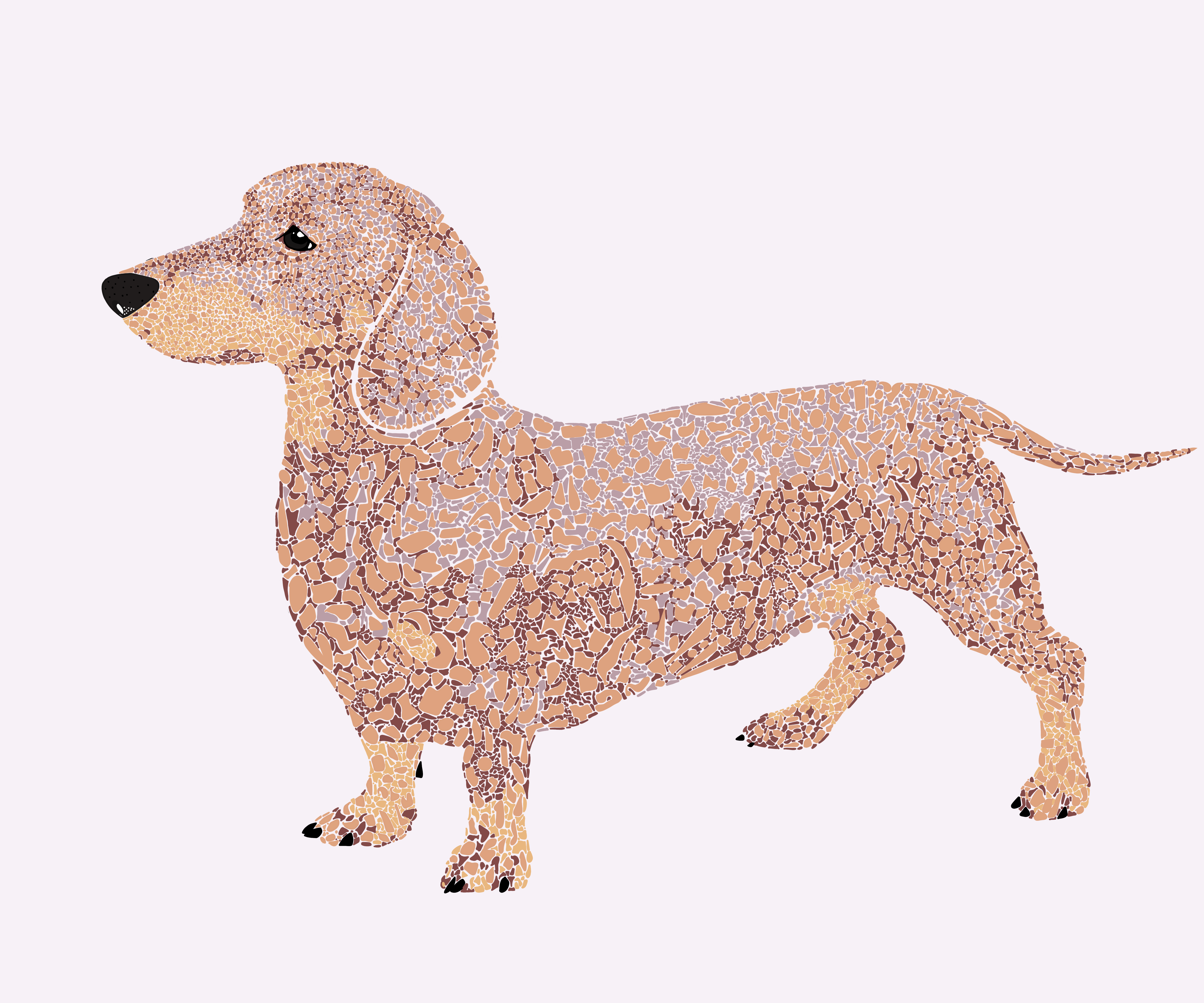 Donald the Dashing Dachshund