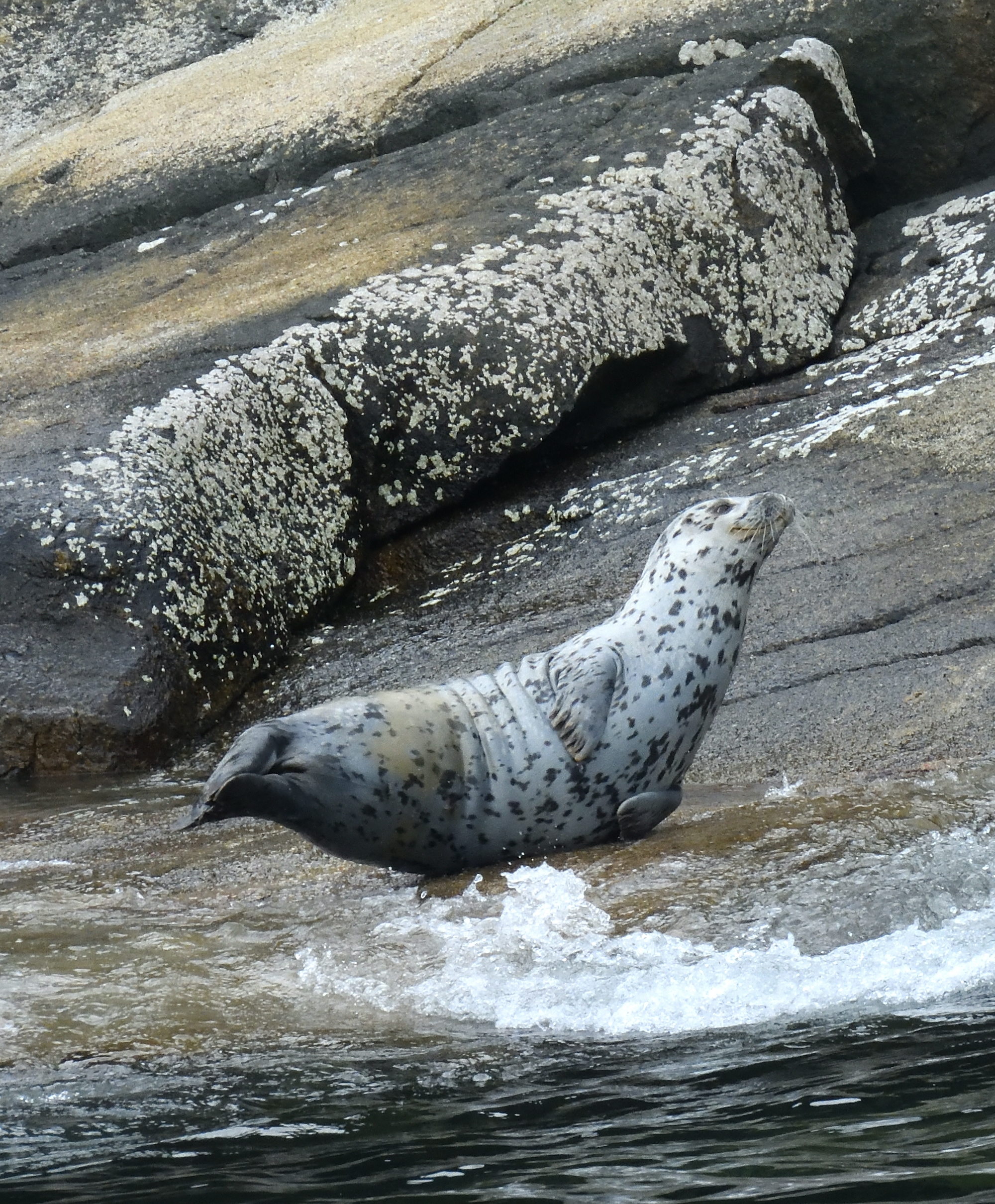Smiling Seal