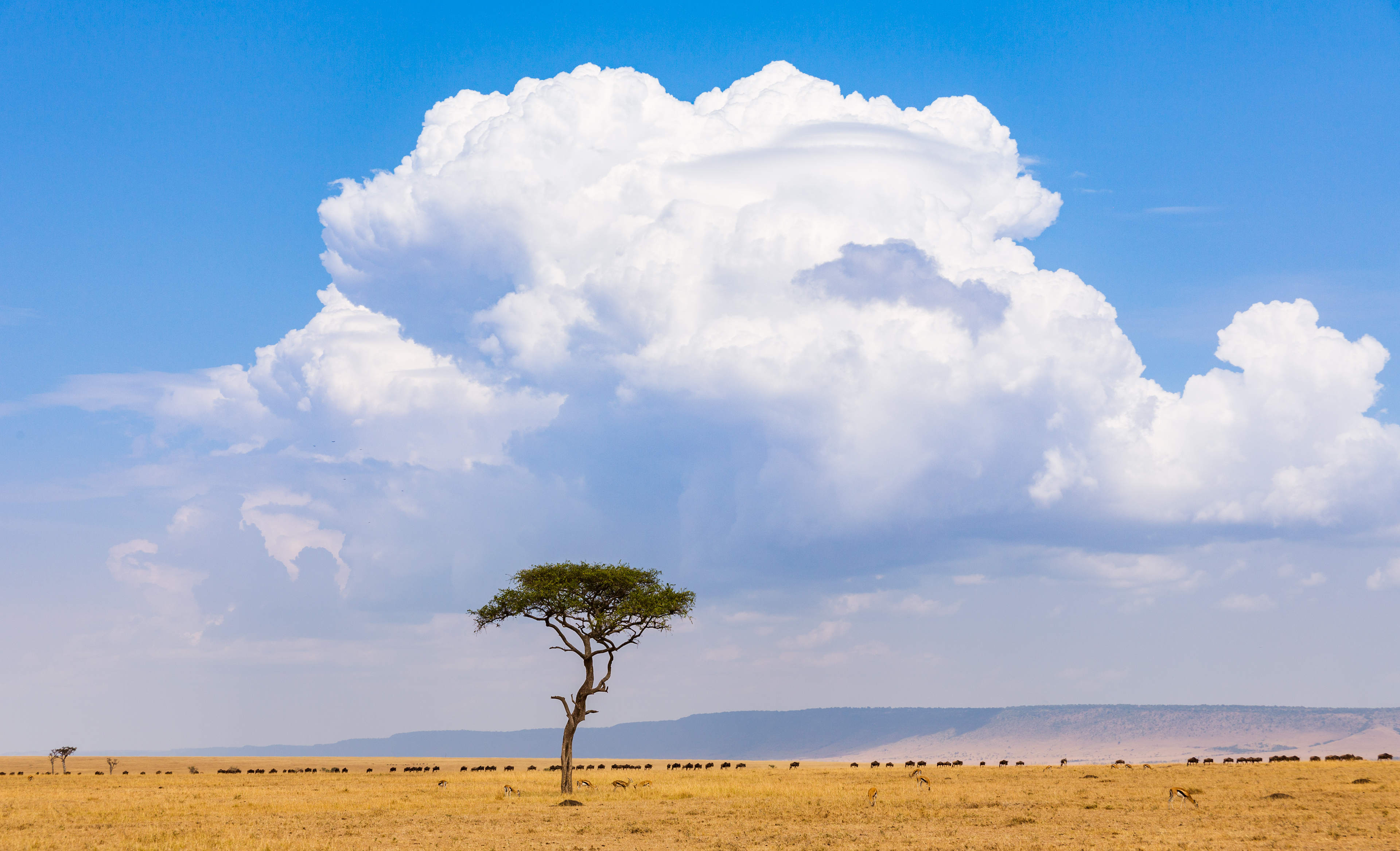 Lone Tree in The Mara