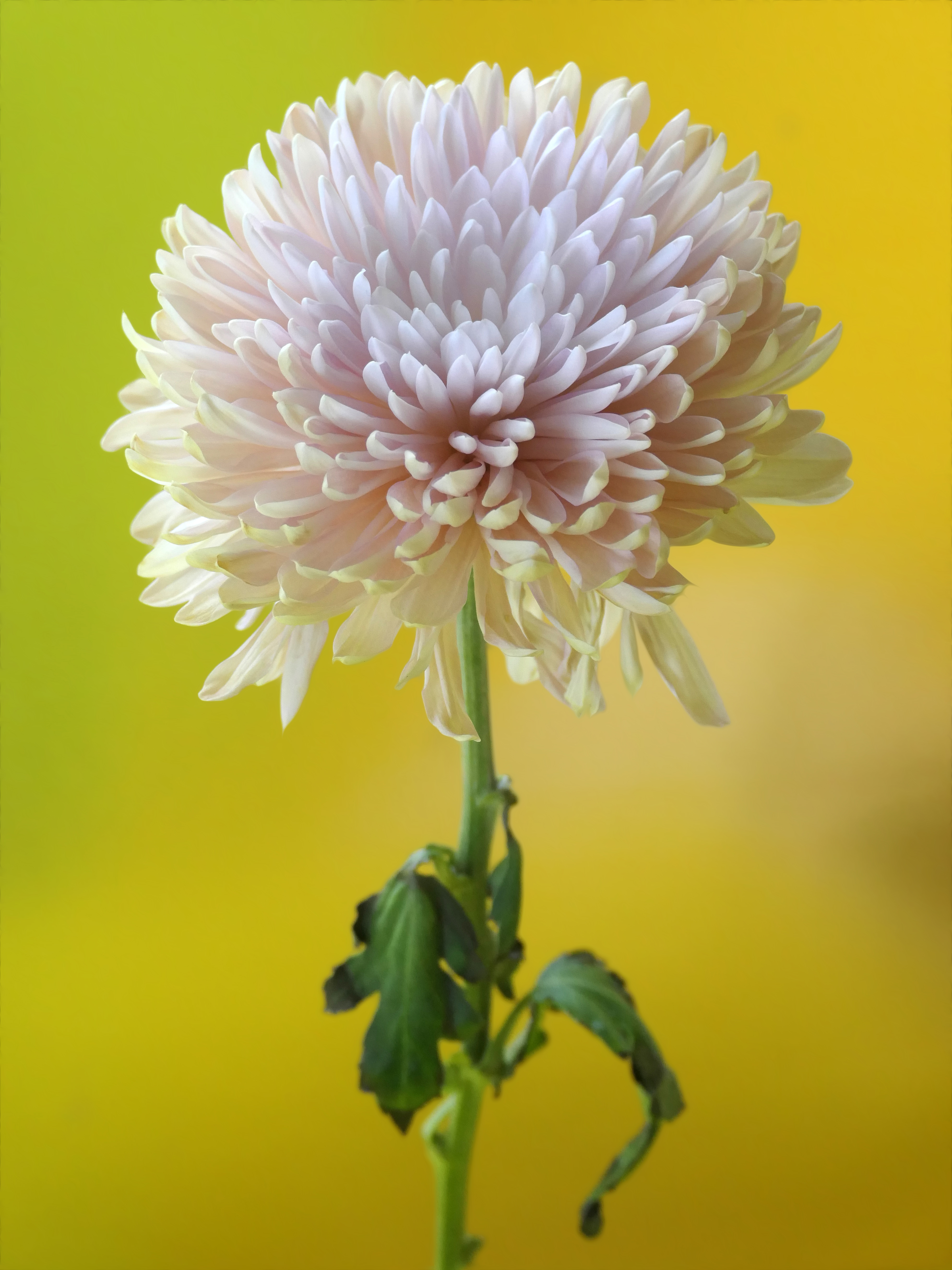 Chrysanthemum