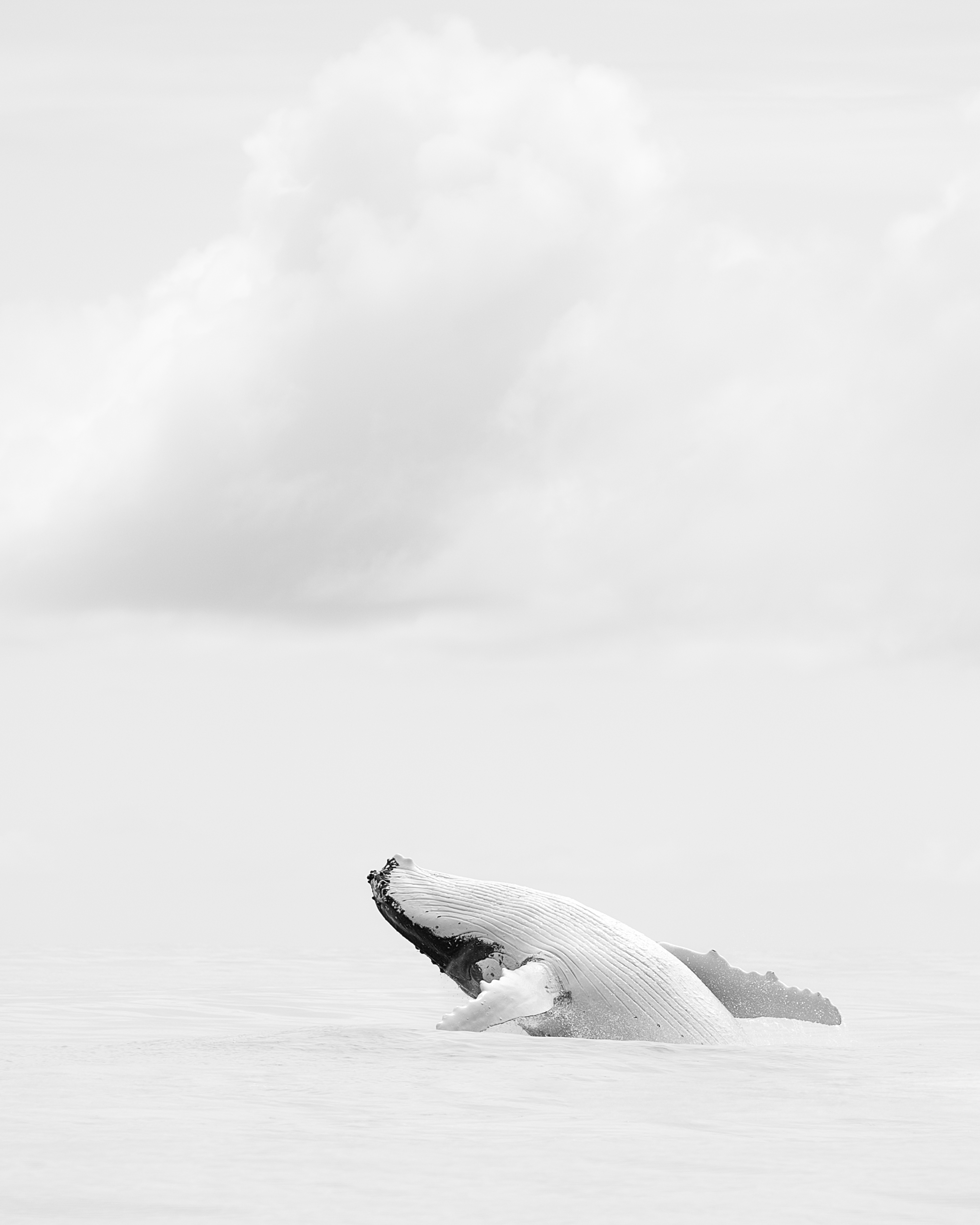 Purity