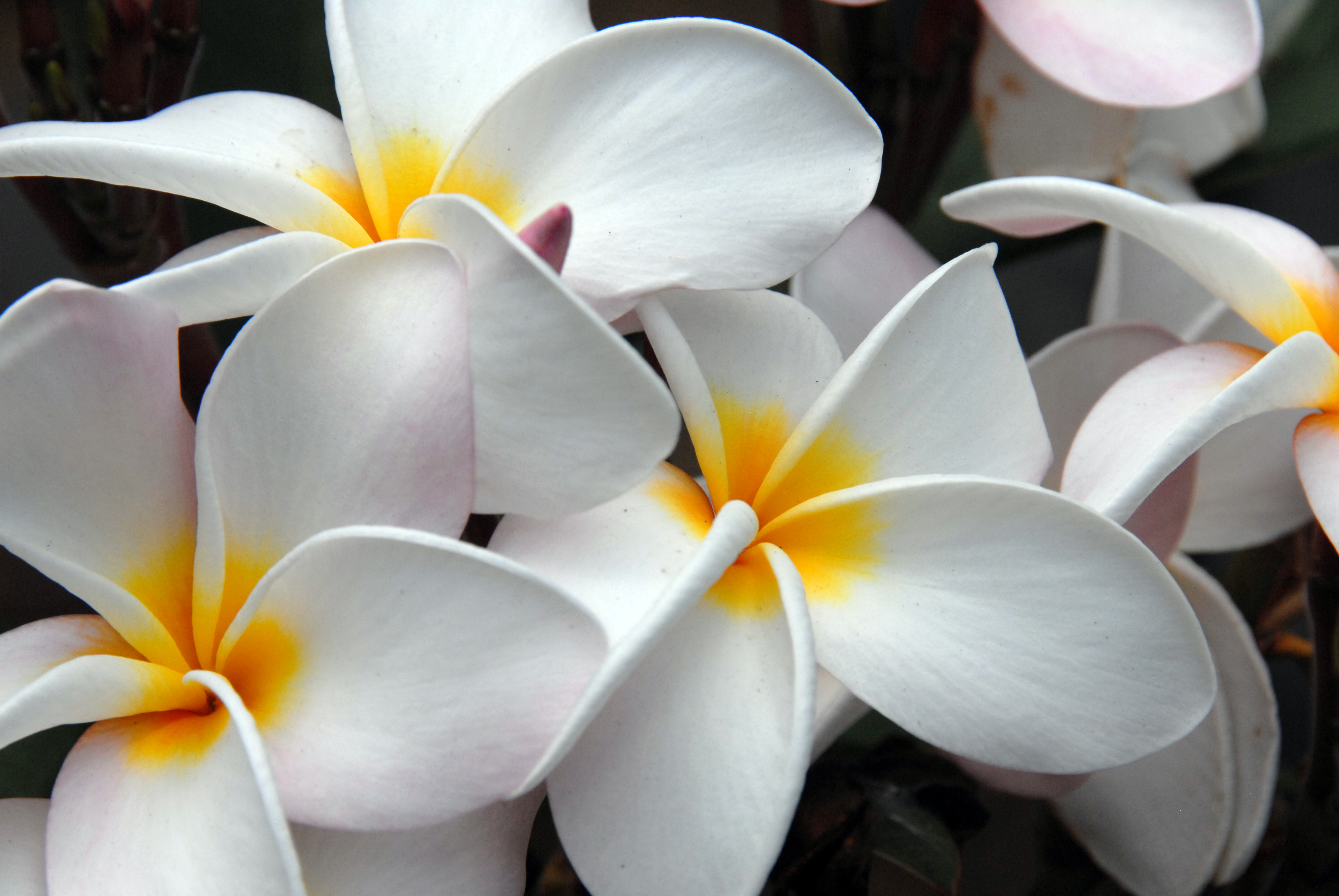 Wai'anae Plumeria