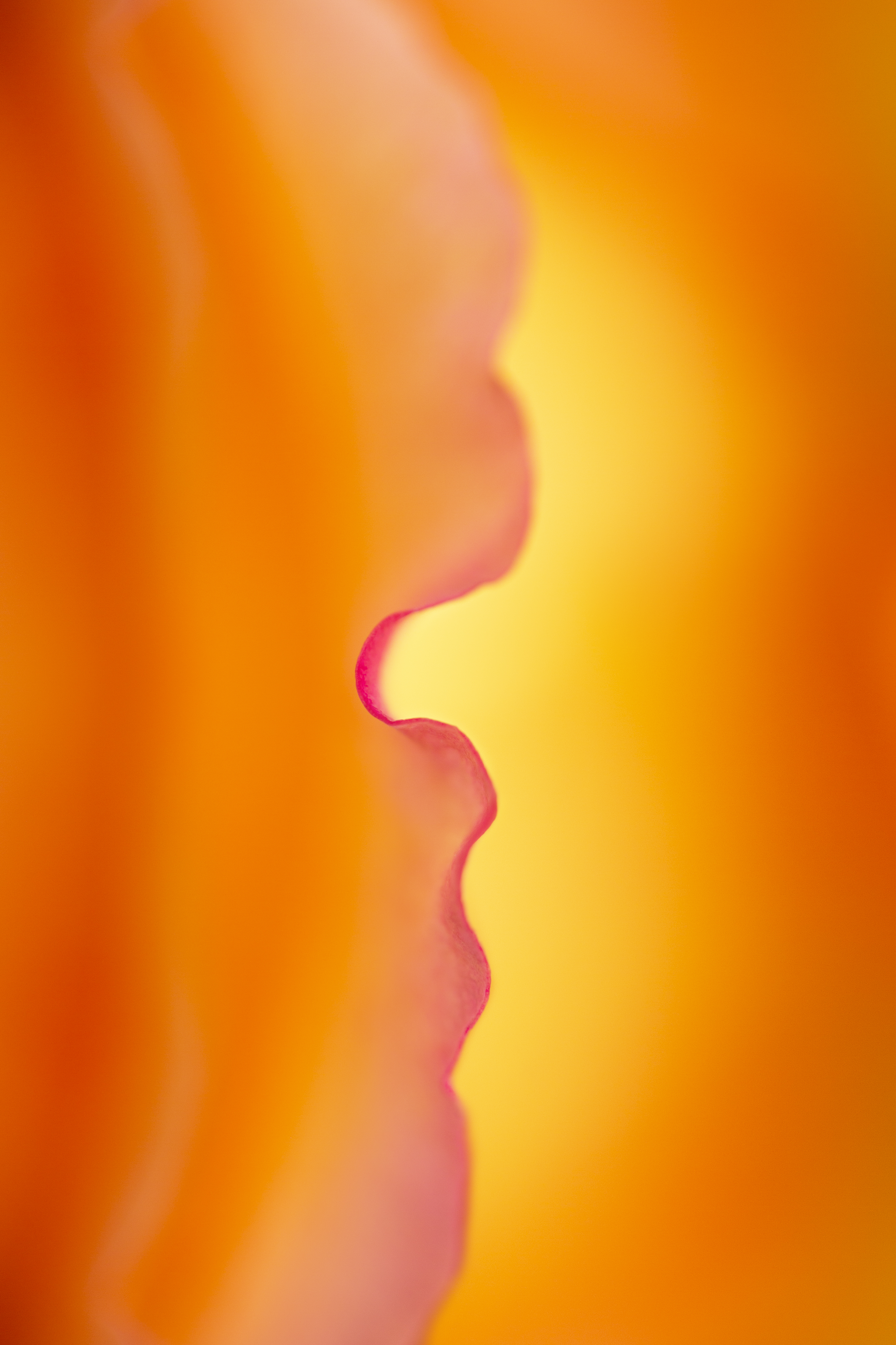 Sunshine Through The Petals