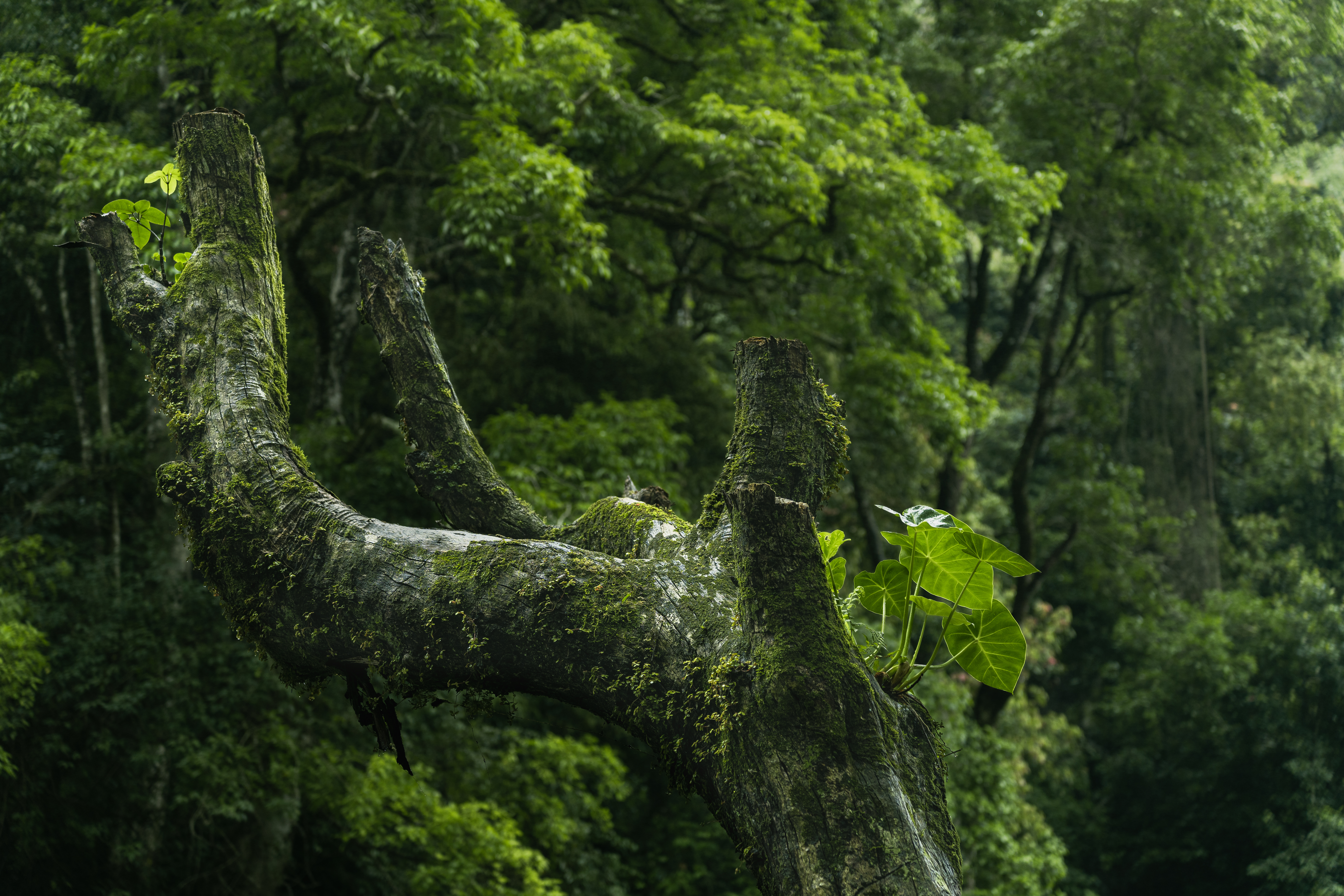 Limbs of the Forest