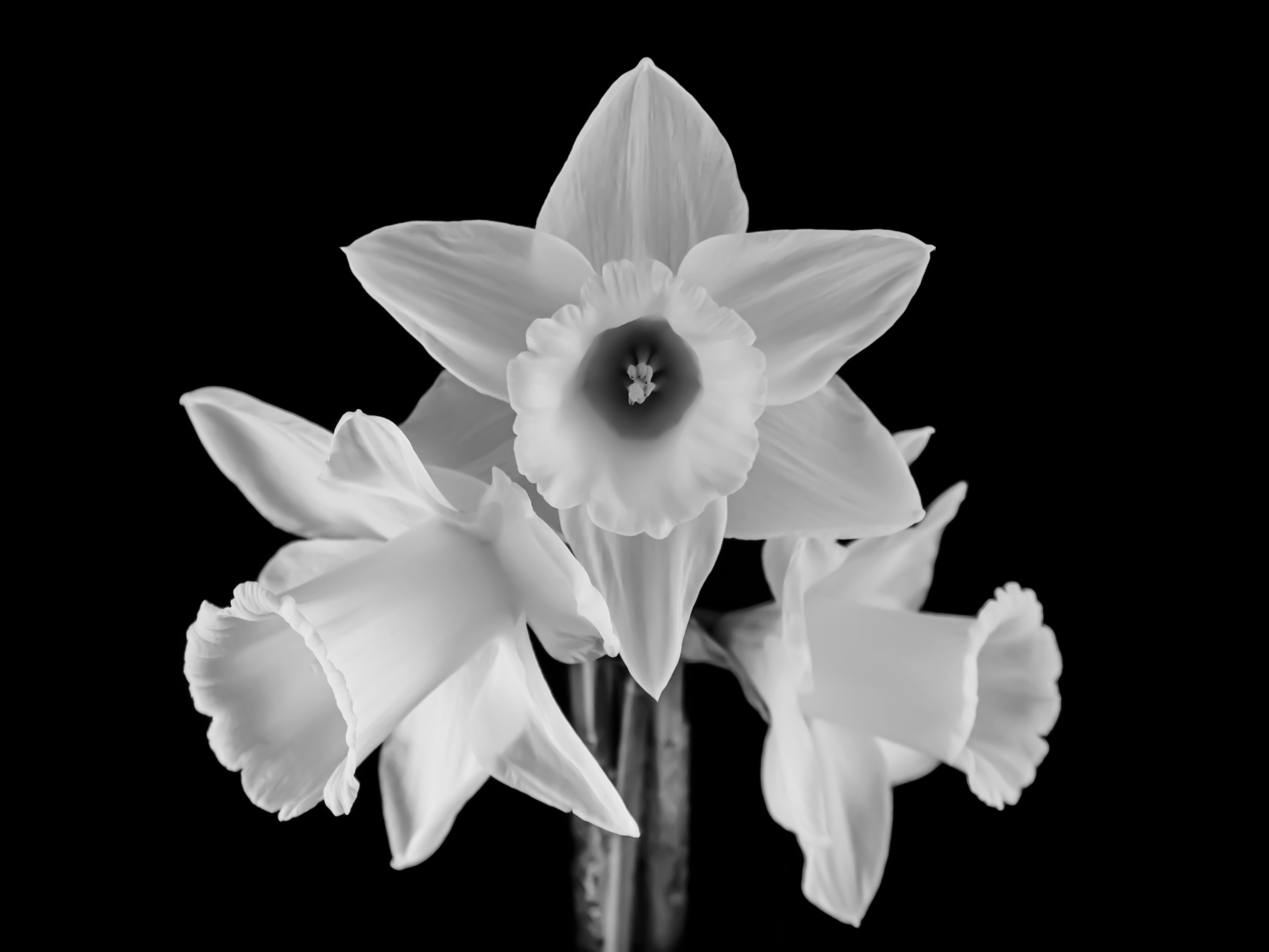 Black & White Daffodils