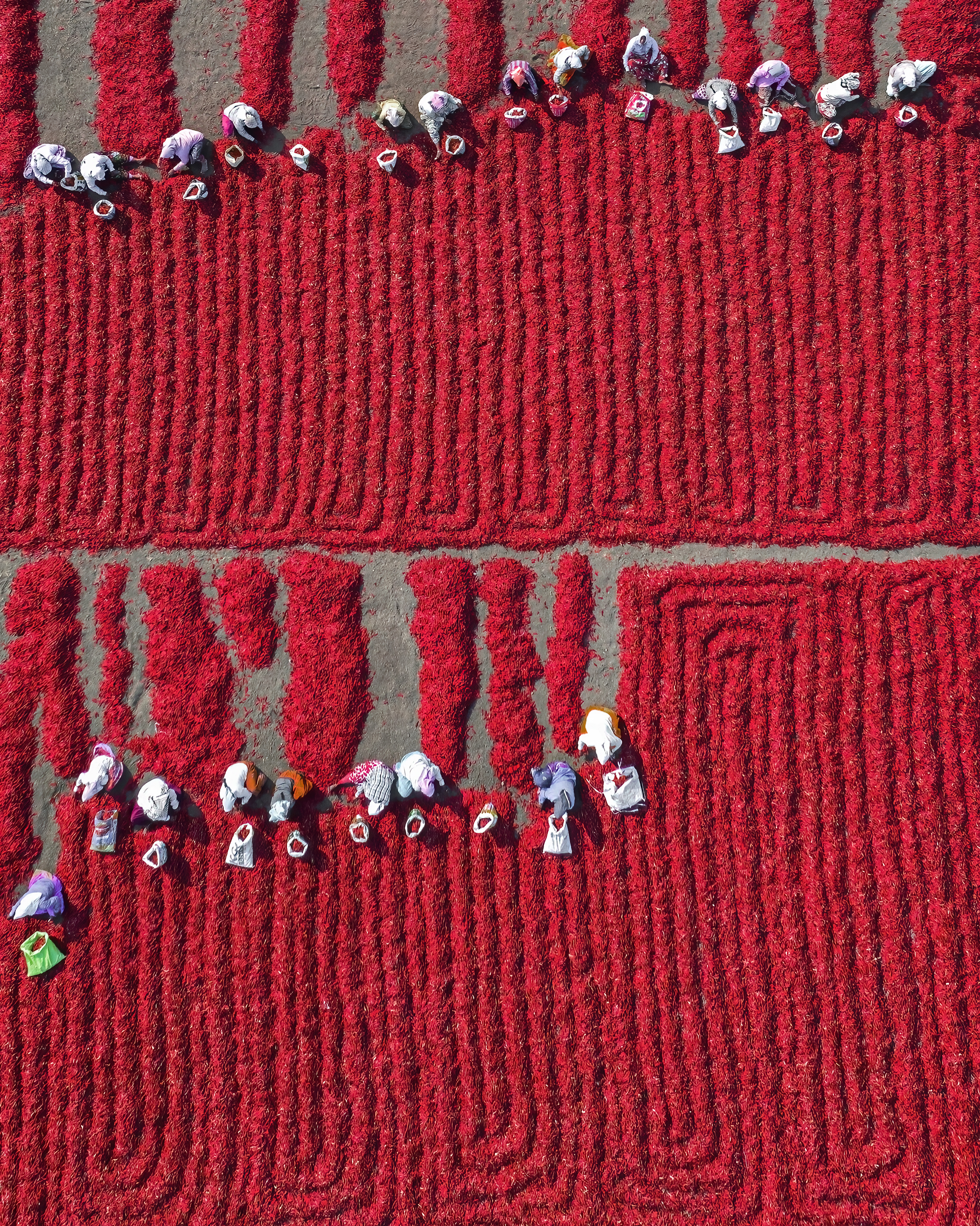 Carpet of Red Chillies