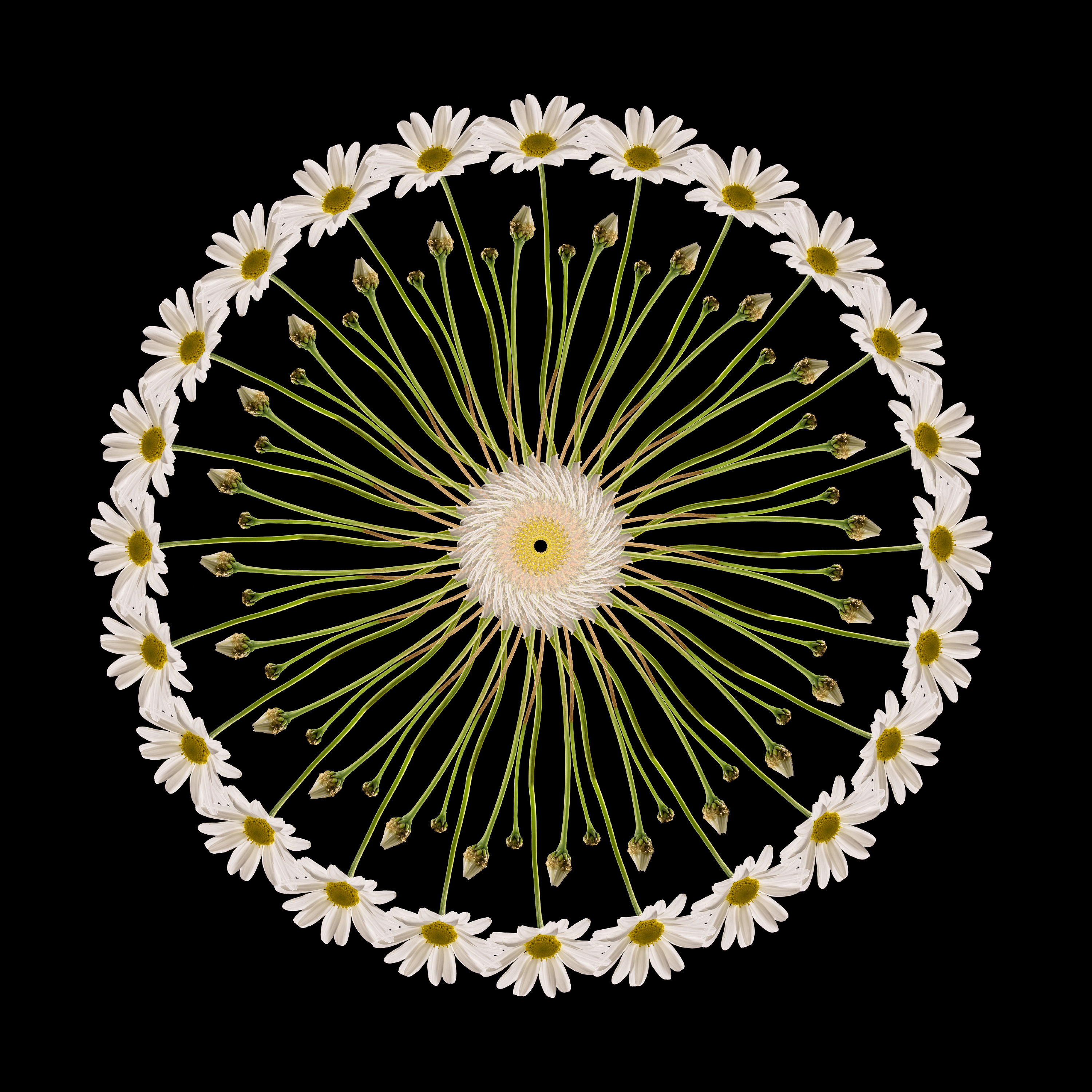 Daisy Wheel