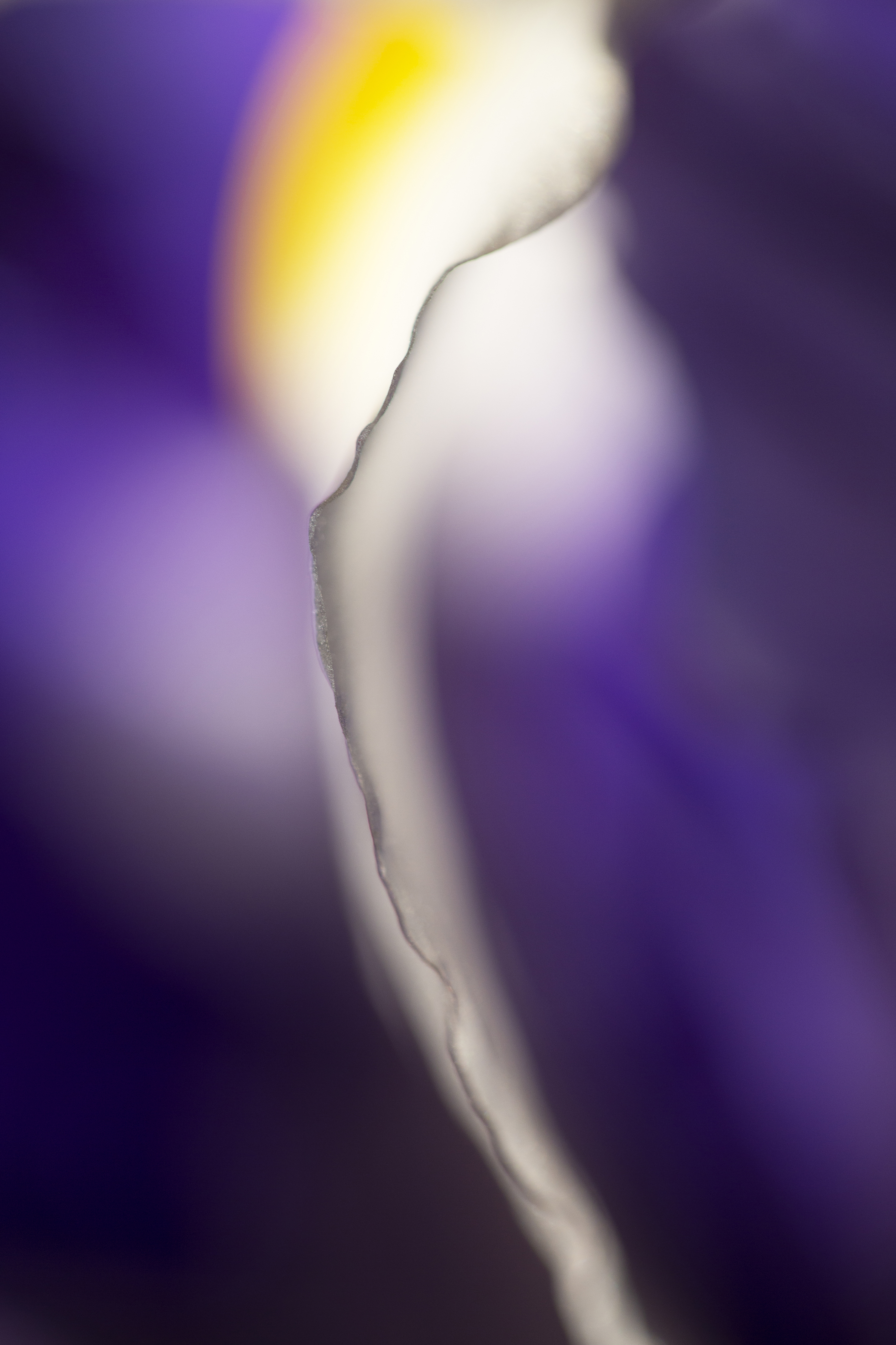 The Moon And The Stars