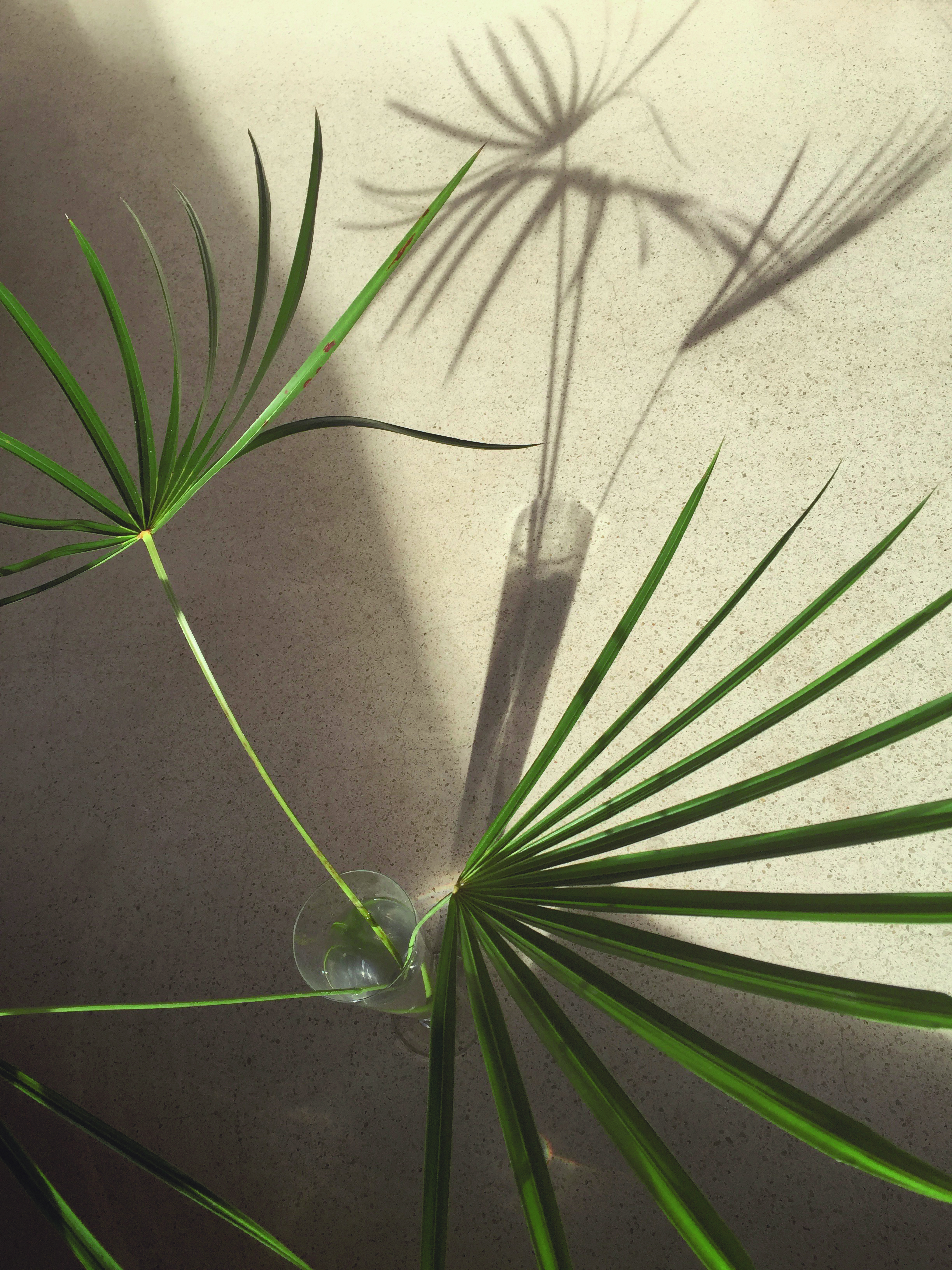 Reflections (Special edition)