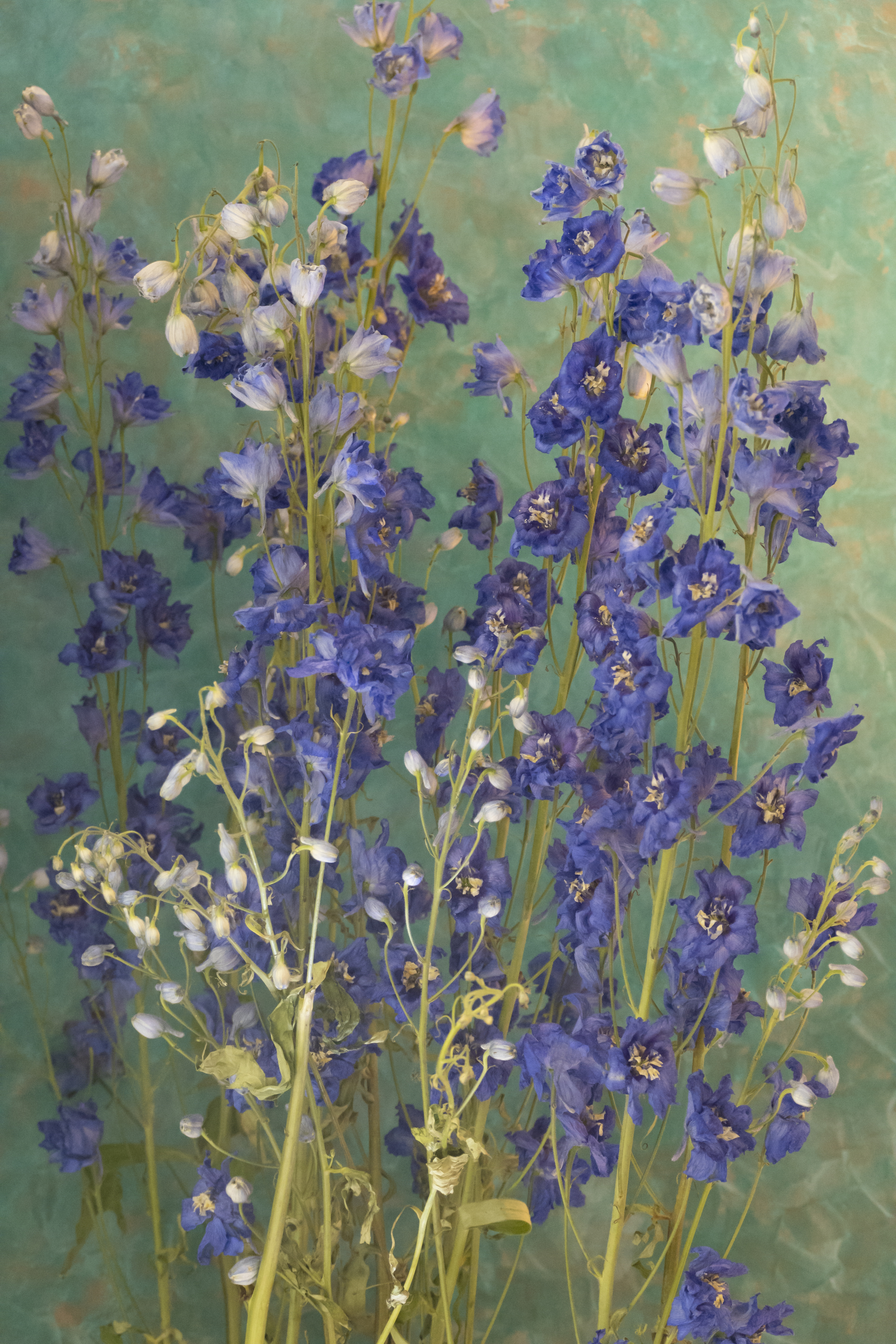 Delphiniums