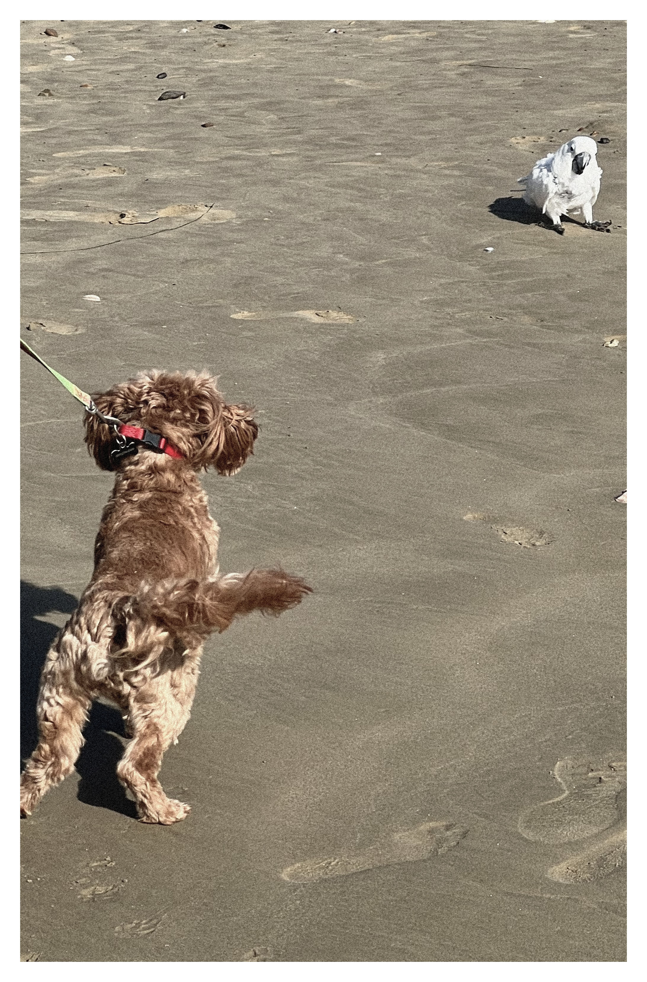 A Chance Encounter On Pismo Beach