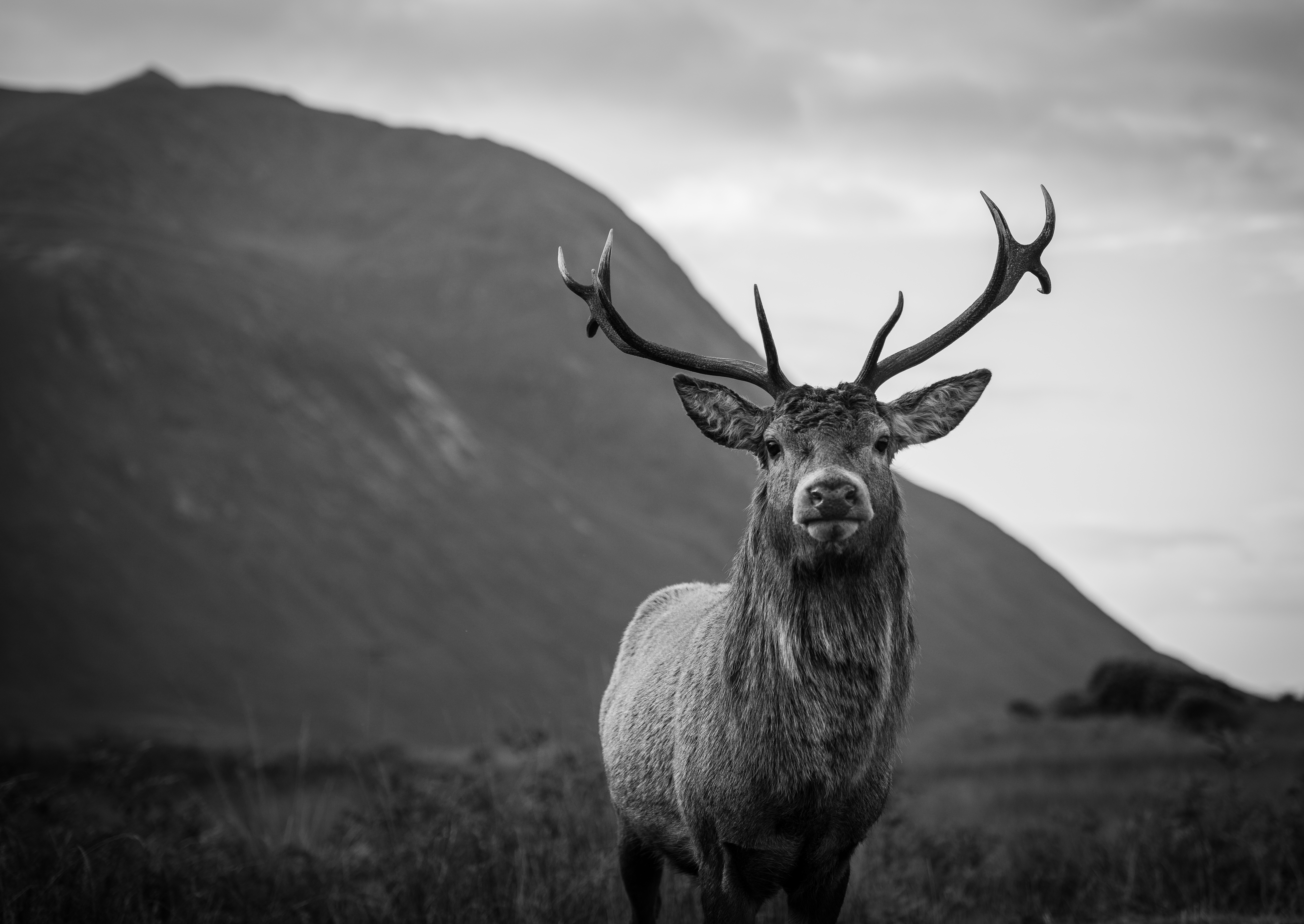 Monarch Glencoe 