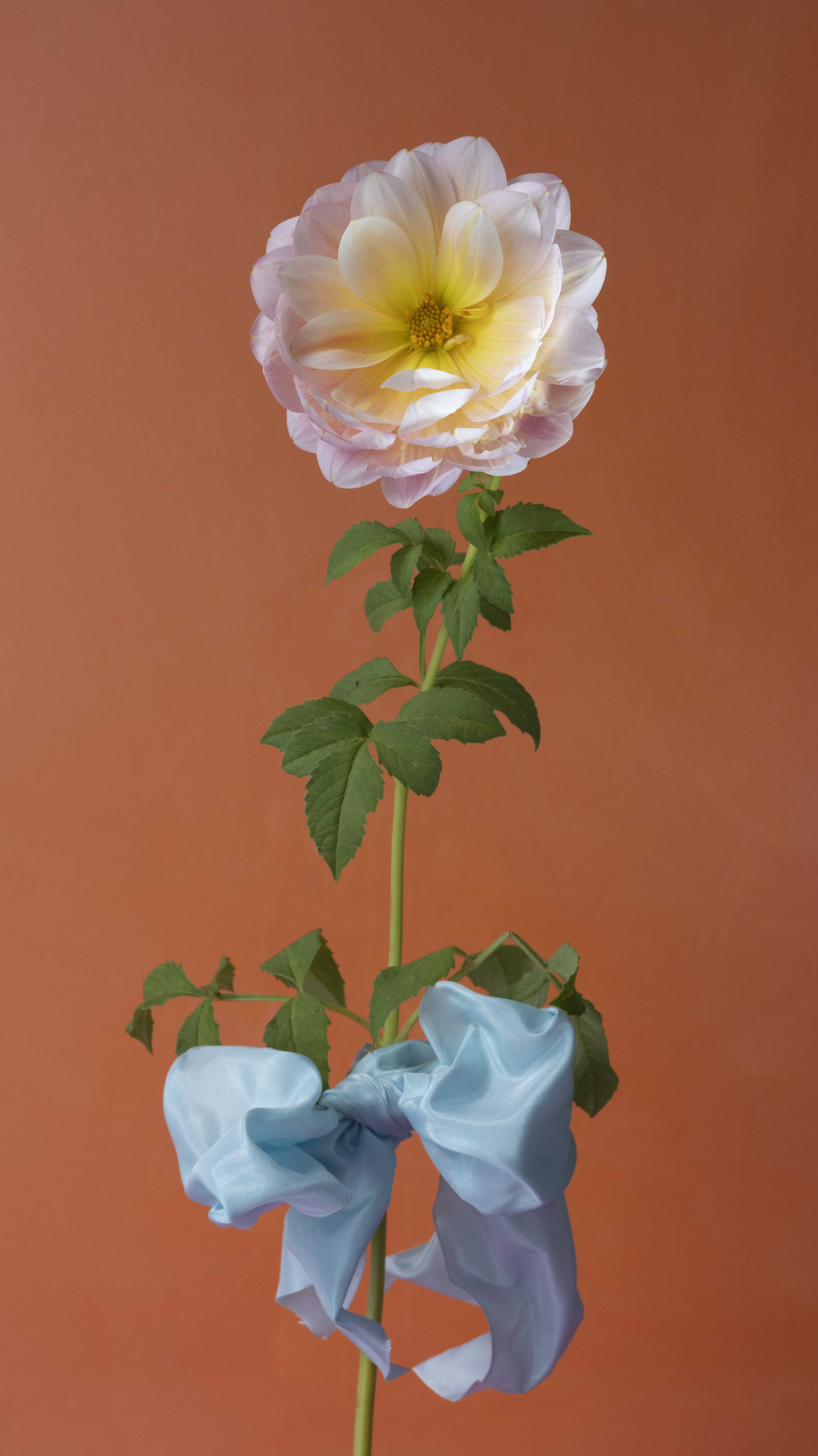 Madame de Pompadour #1