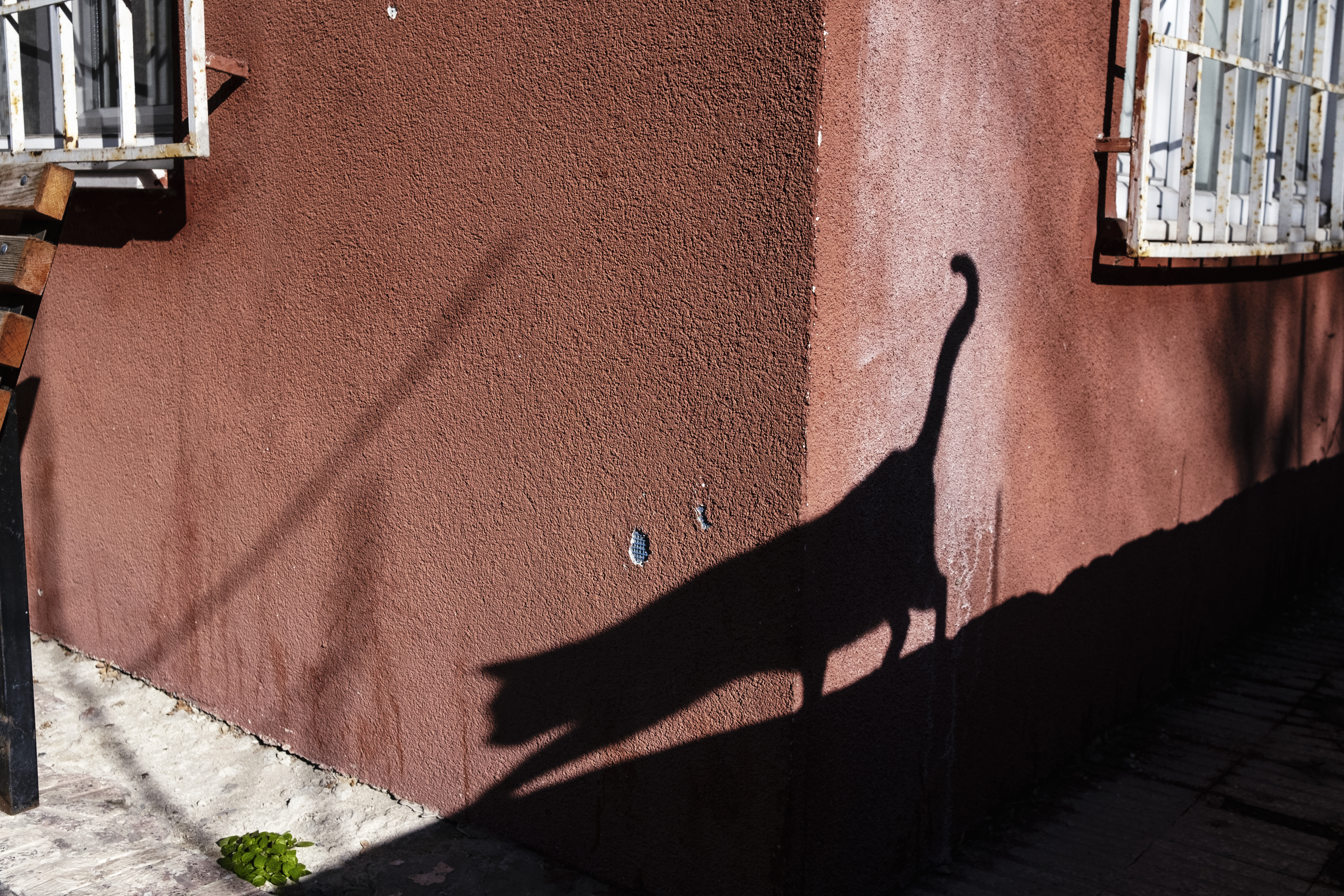 Cat Shadow