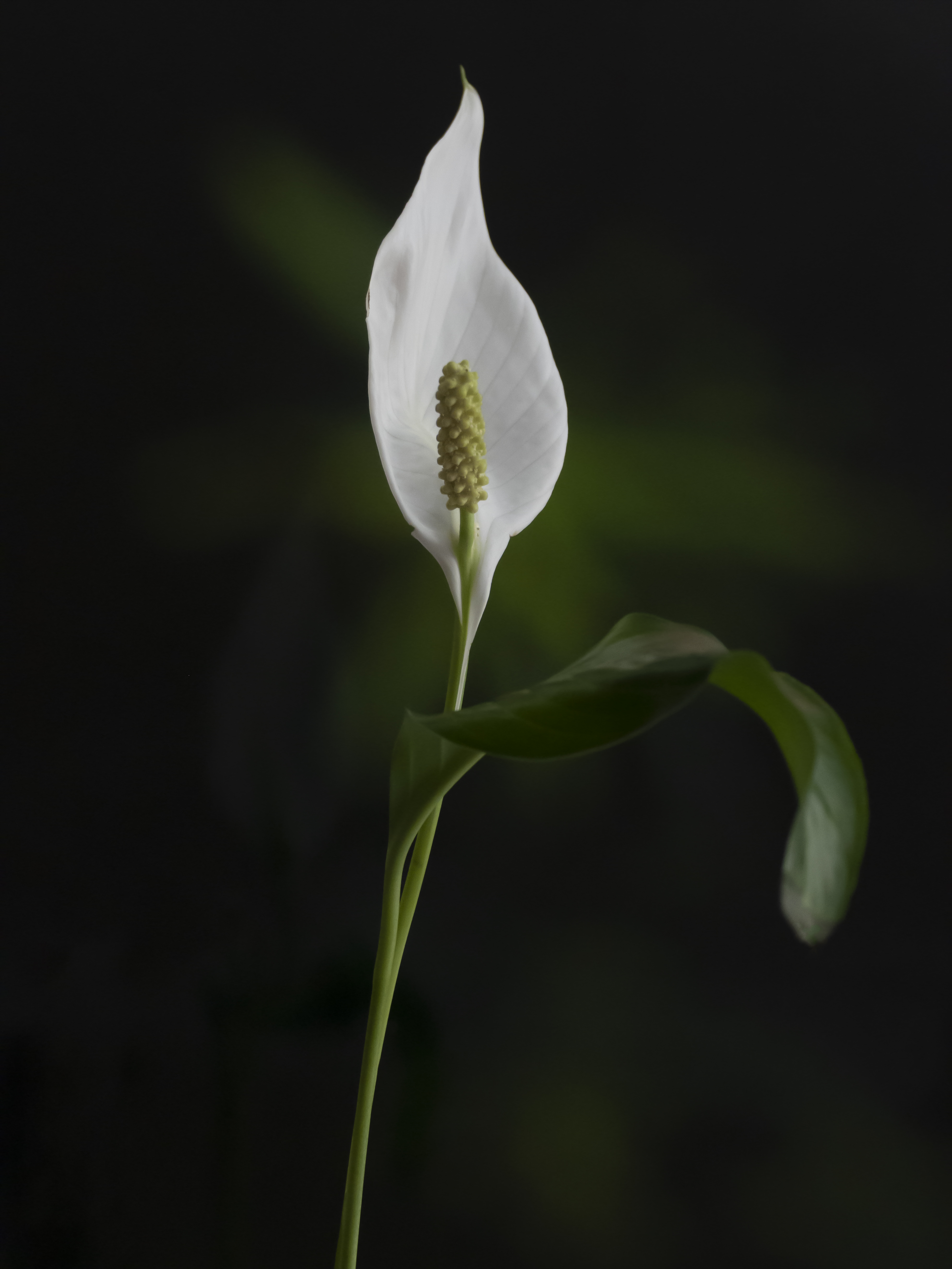 Anthurium 