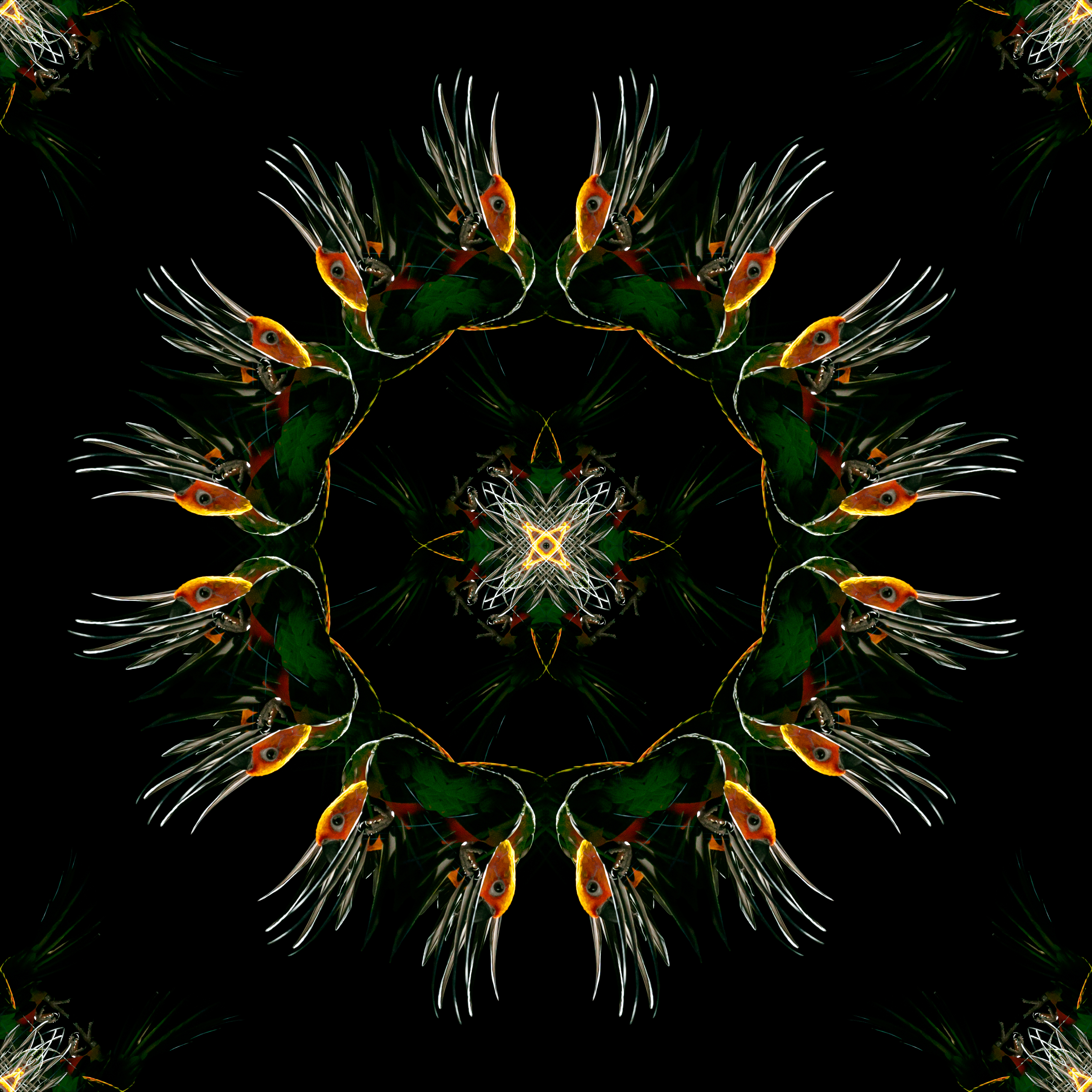 Frankie // Avstract specimen 2.0